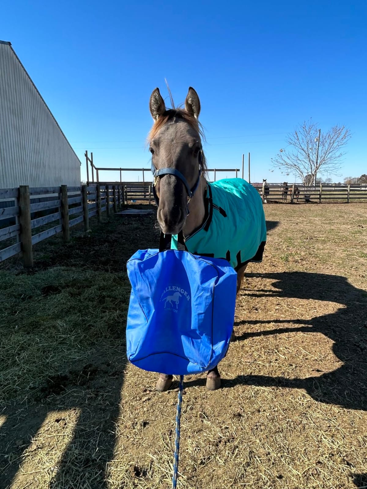 Challenger 1200D Horse Turnout Waterproof Heavy-Weight Winter Blanket Black 551G customer photo 1