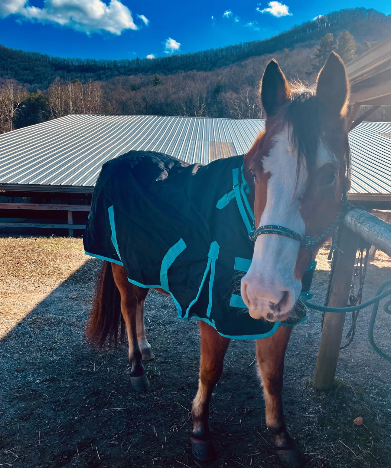 Challenger 1200D Turnout Waterproof Horse Winter Blanket Heavy 511 customer photo 1