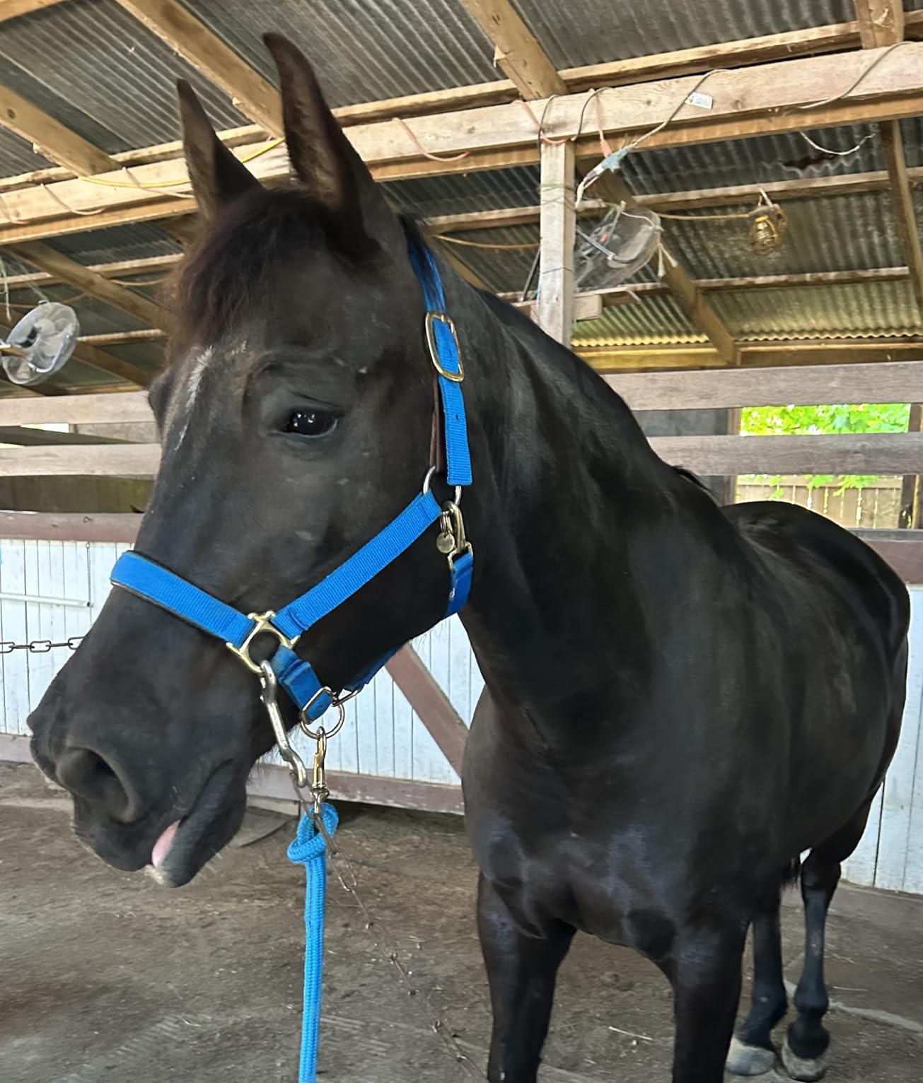 Weaver Equine Breakaway Horse Halter, Comfort Foam Padding, Adjustable Chin & Throat Snap Halters for Horses, Equine Tack,Average Size customer photo 1