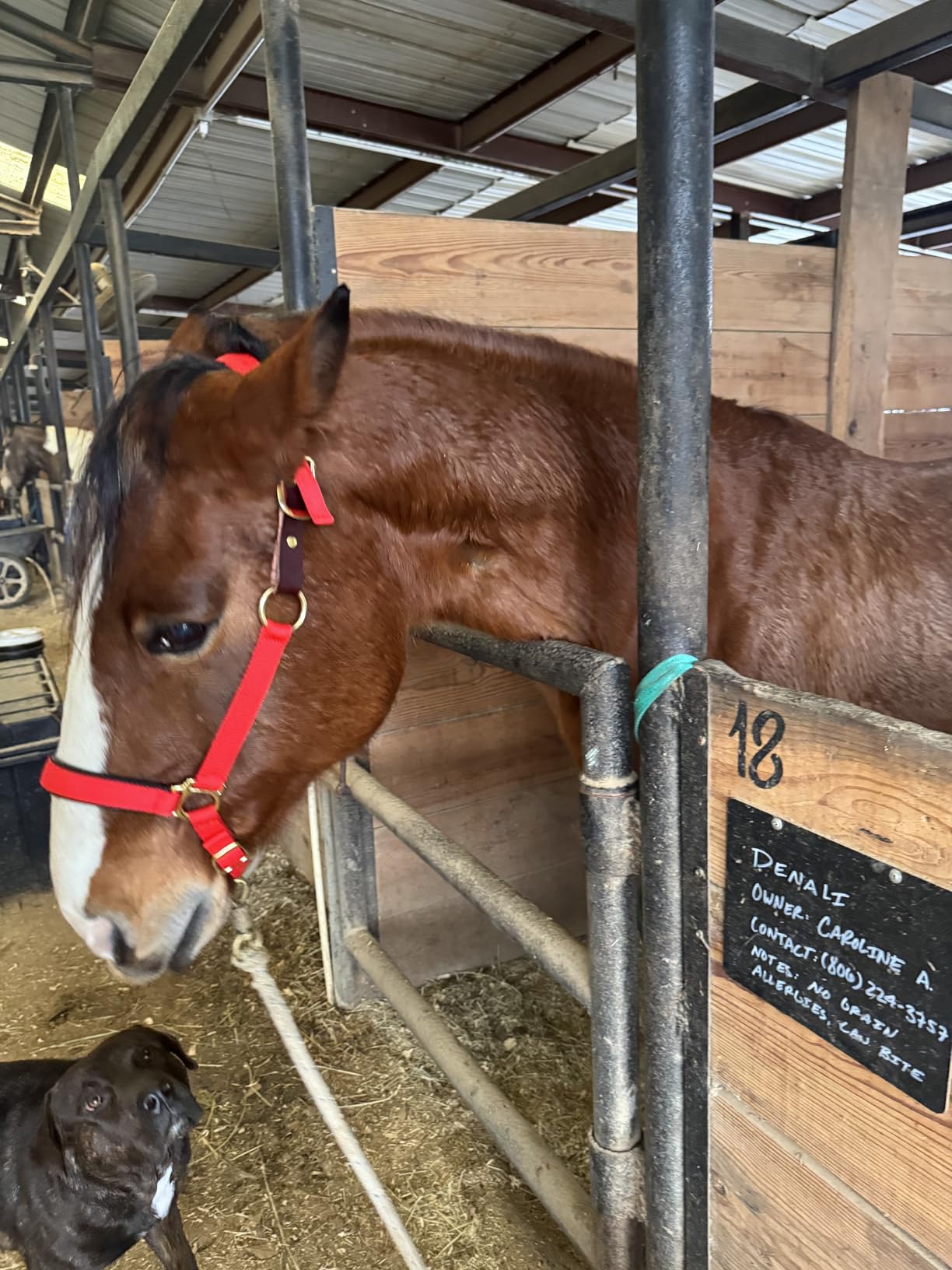 Weaver Equine Breakaway Horse Halter, Comfort Foam Padding, Adjustable Chin & Throat Snap Halters for Horses, Equine Tack,Average Size customer photo 2
