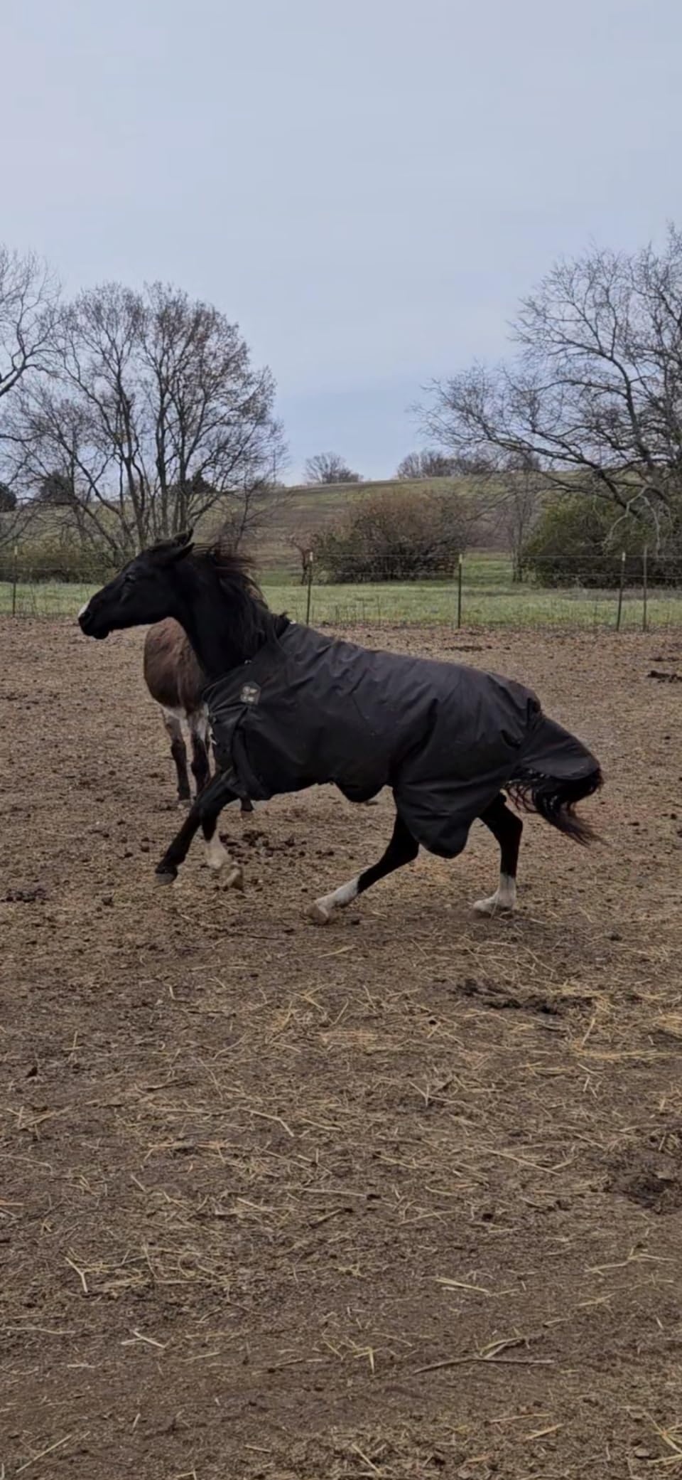 HORZE Nevada Horse Blankets for Real Horses, Turnout Blankets for Horses customer photo 2