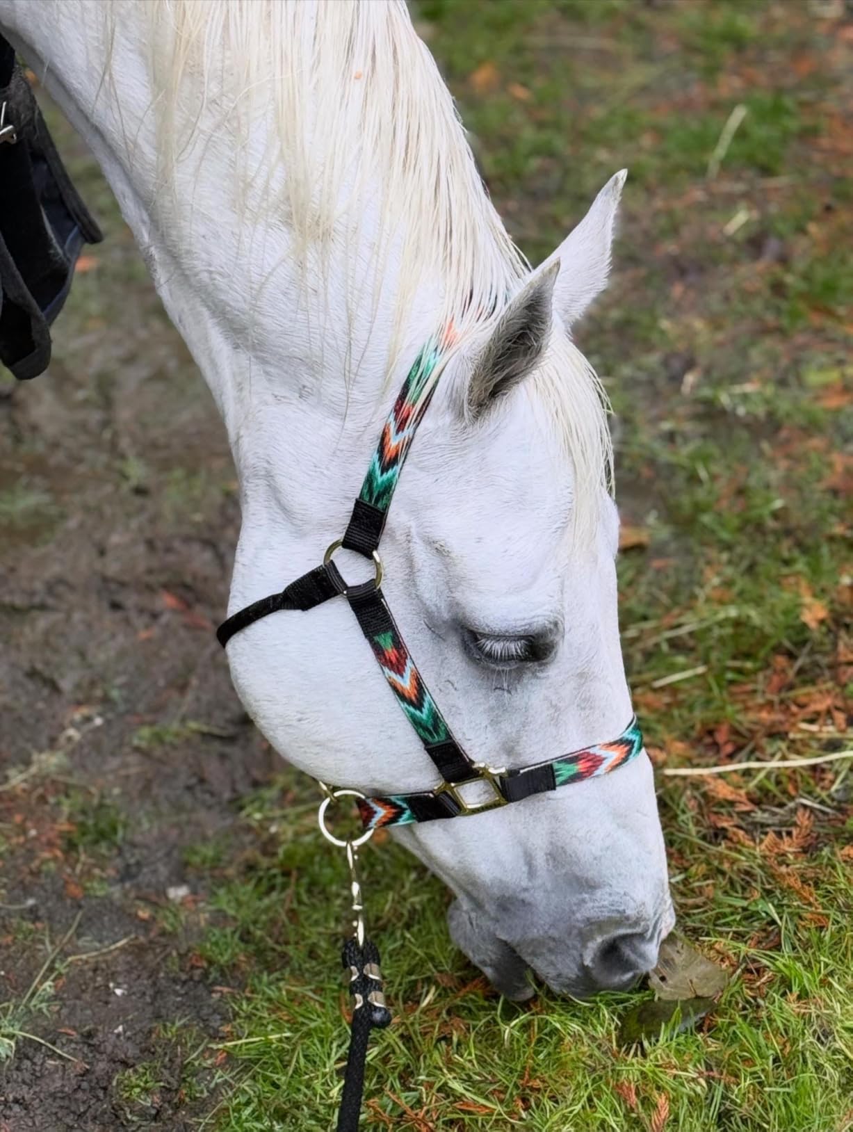 Weaver Equine 8' Horse Lead Rope with Brass-Plated Snap customer photo 2