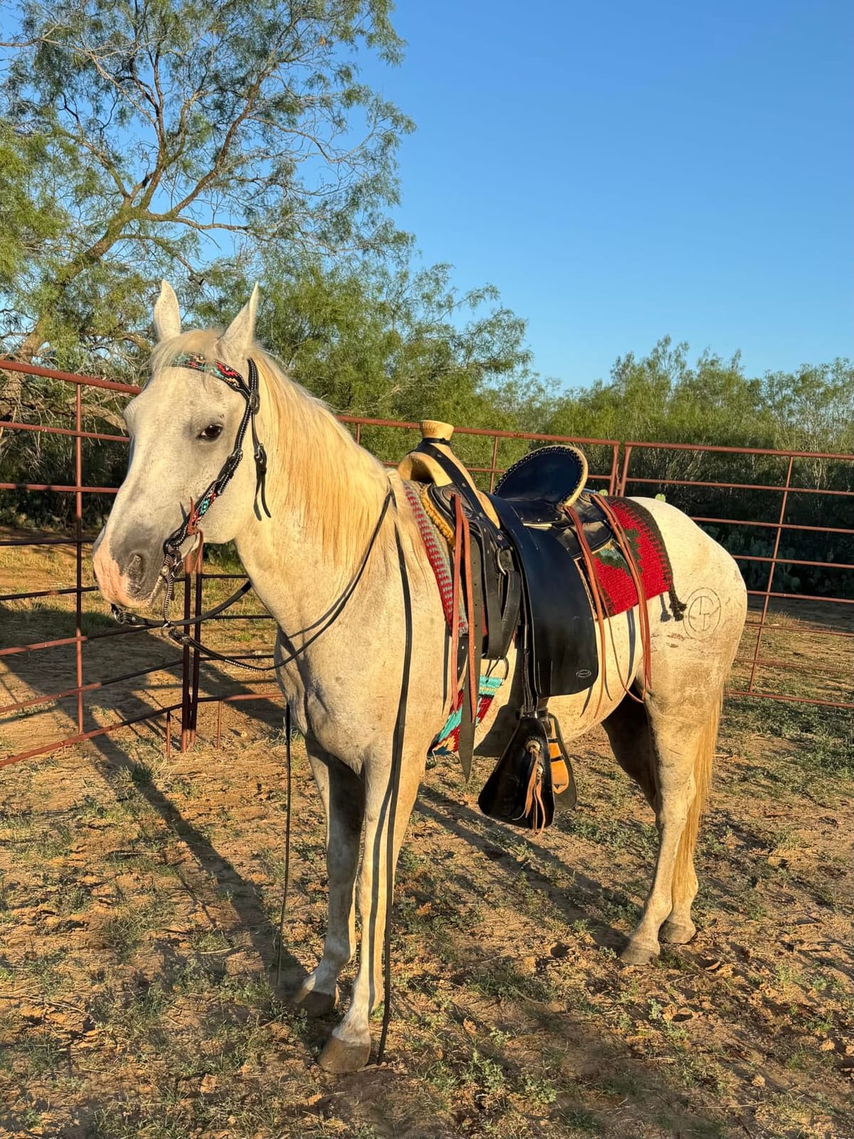 Weaver Equine Turquoise Diamond Beaded Horse Headstall, Leather Headstalls for Horses for Trail Riding, Durable Equine Supplies, Dark Oil customer photo 1