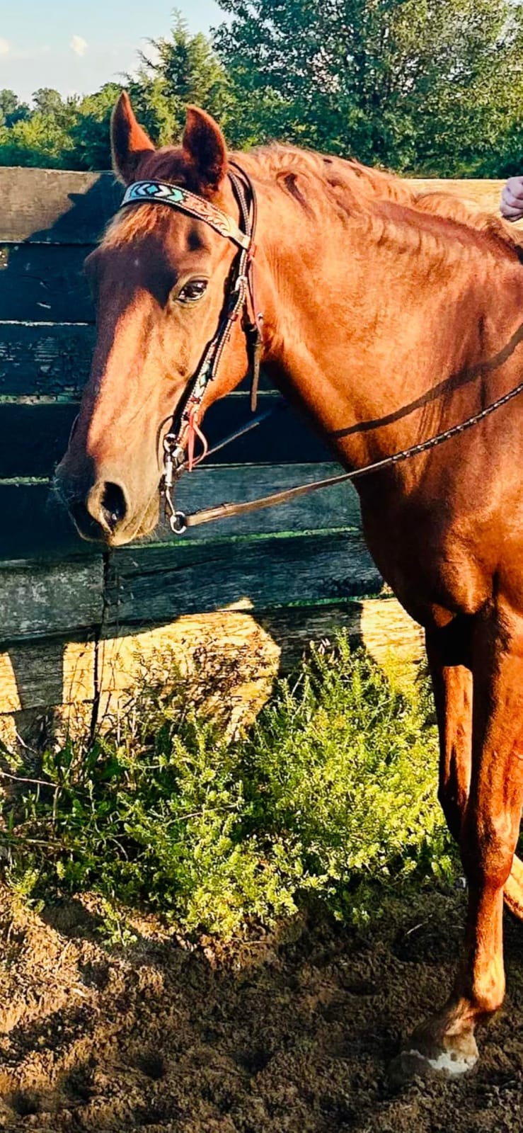 Weaver Equine Turquoise Diamond Beaded Horse Headstall, Leather Headstalls for Horses for Trail Riding, Durable Equine Supplies, Dark Oil customer photo 2