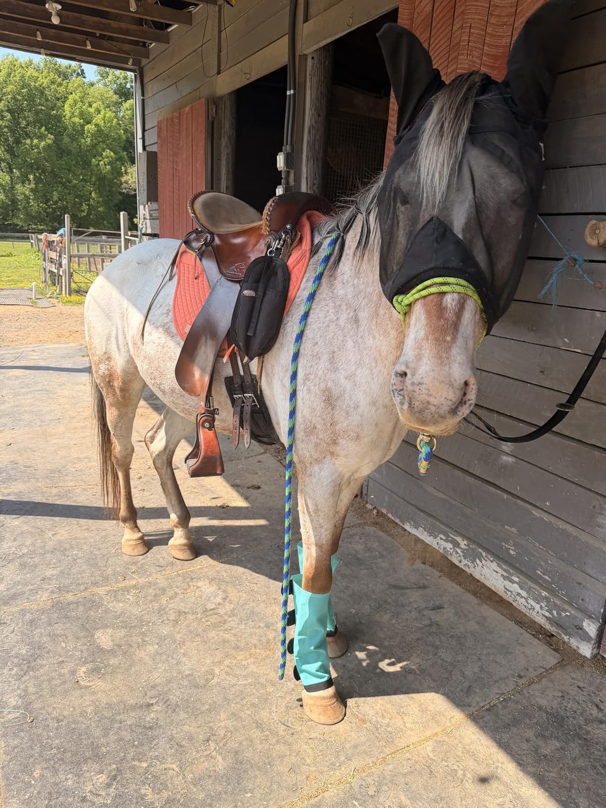 ECP Equine Comfort Products All-Purpose Contoured Correction Saddle Pad with Adjustable Memory Foam Inserts for Custom Support, Non-Slip, Shock Absorbing, 22” Spine, 19.5” Drop customer photo 1