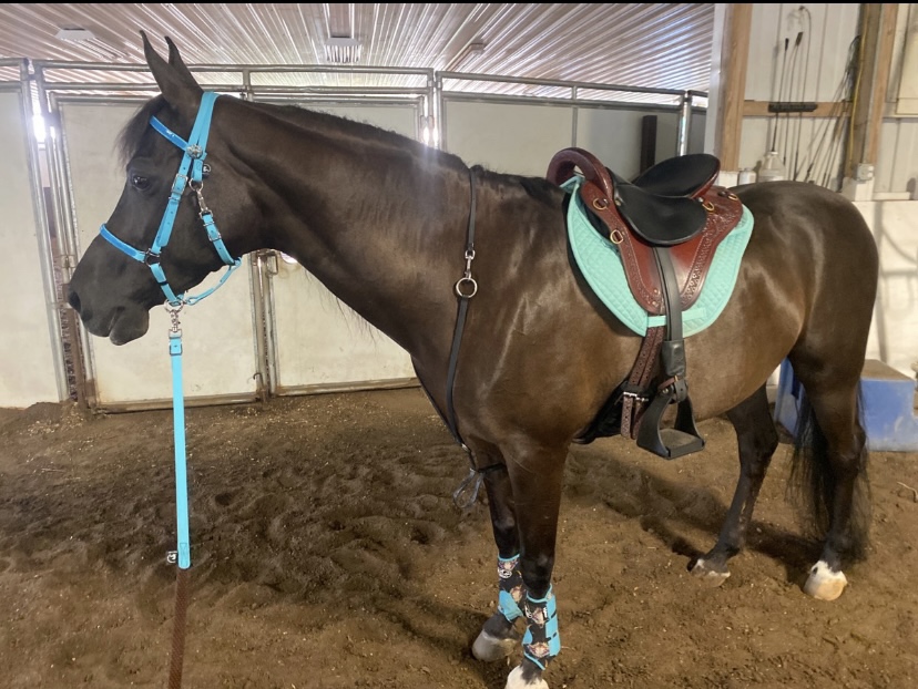 ECP Equine Comfort Products All-Purpose Contoured Correction Saddle Pad with Adjustable Memory Foam Inserts for Custom Support, Non-Slip, Shock Absorbing, 22” Spine, 19.5” Drop customer photo 2