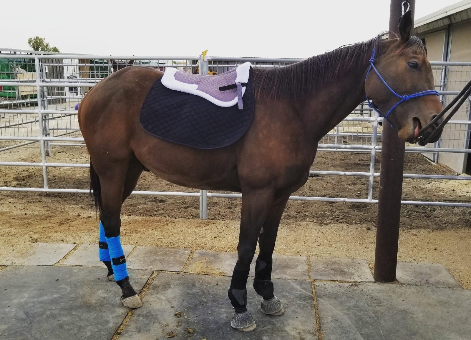 HORZE Fur Half Pad for Horses & Pony, Corrective Fleece English Saddle Pad customer photo 2