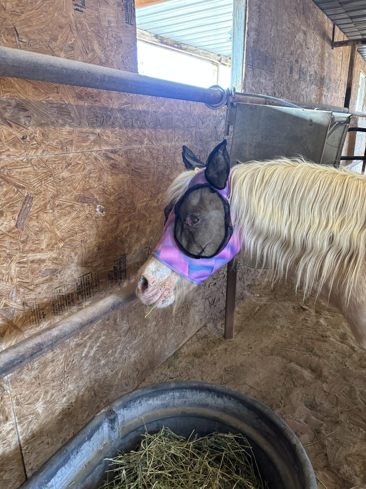 Professional's Choice Comfort Fit Fly Mask | Charcoal customer photo 1