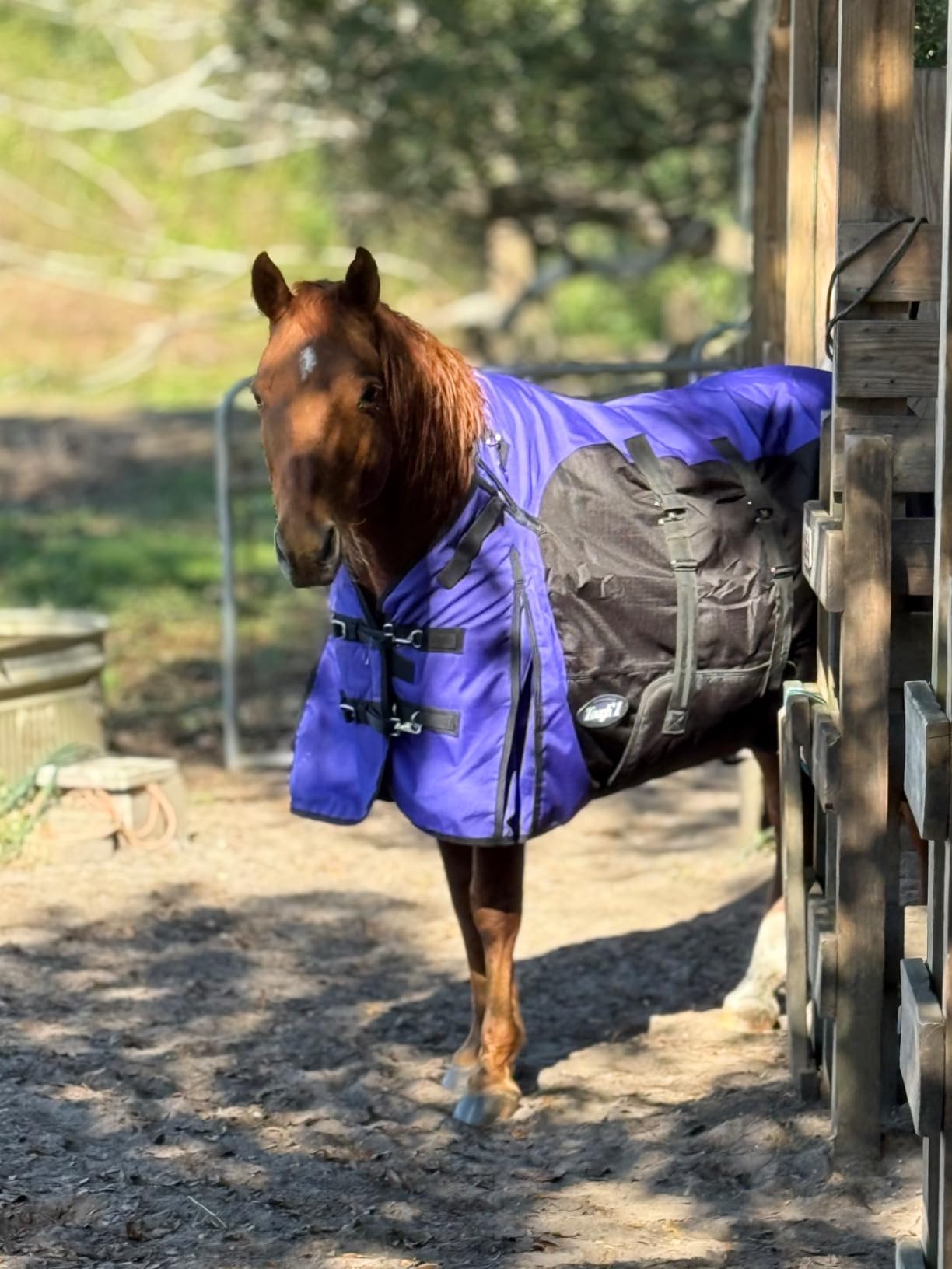 TOUGH1 1200D Turnout Blanket with Belly WRAP and SNUGGIT, Purple, 72-in customer photo 2
