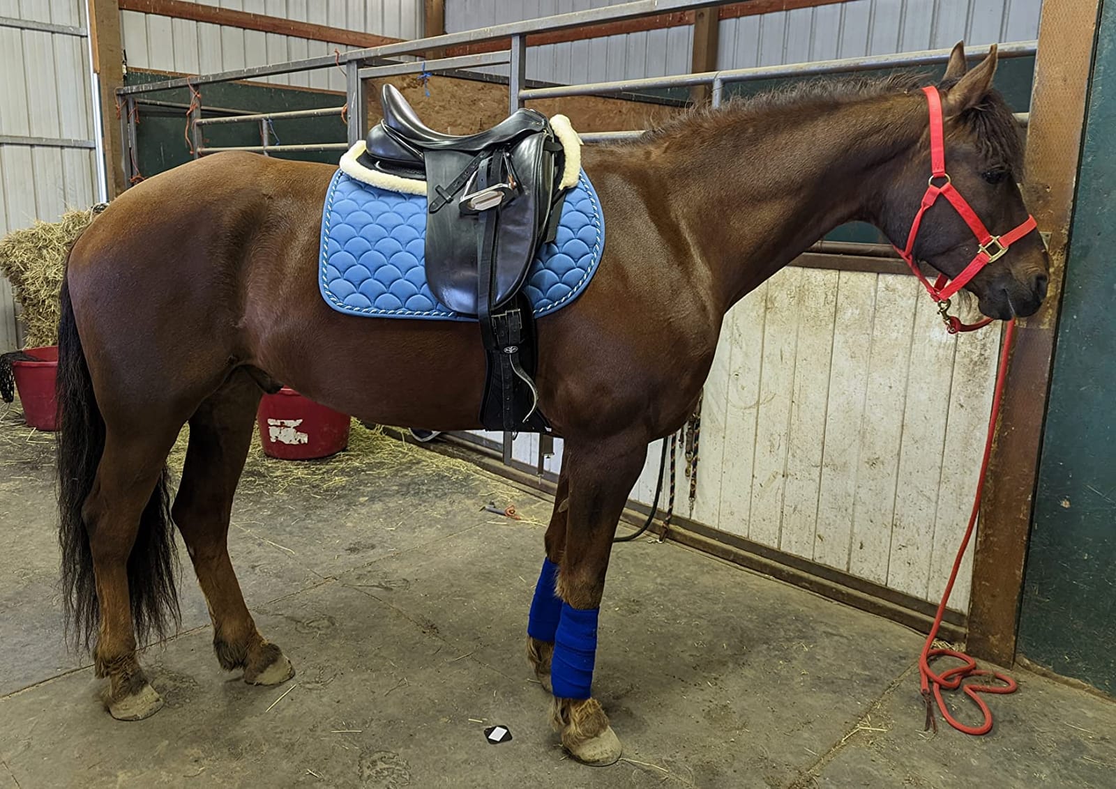 Kavallerie 3D Air-Mesh Half Pad, Impact Protection & Therapeutic Gel Padding English Saddle for Maximum Support and Stability, Best for Horses Under Saddle, Dressage, Jumping & Training customer photo 1