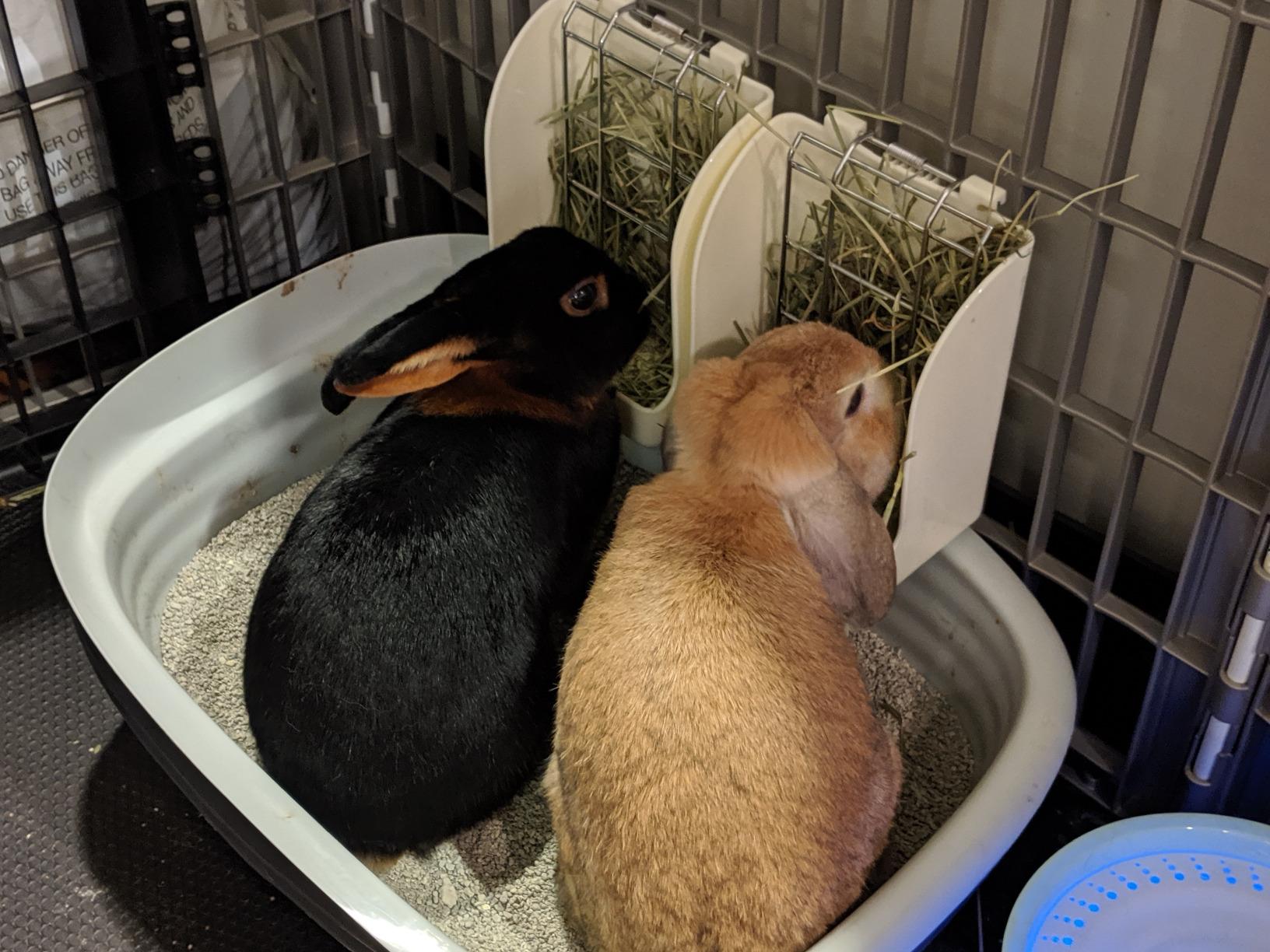 CalPalmy 2-Pack Hay Feeder for Rabbits, Guinea Pigs, and Chinchillas - Minimize Waste and Mess with 5 1/2
