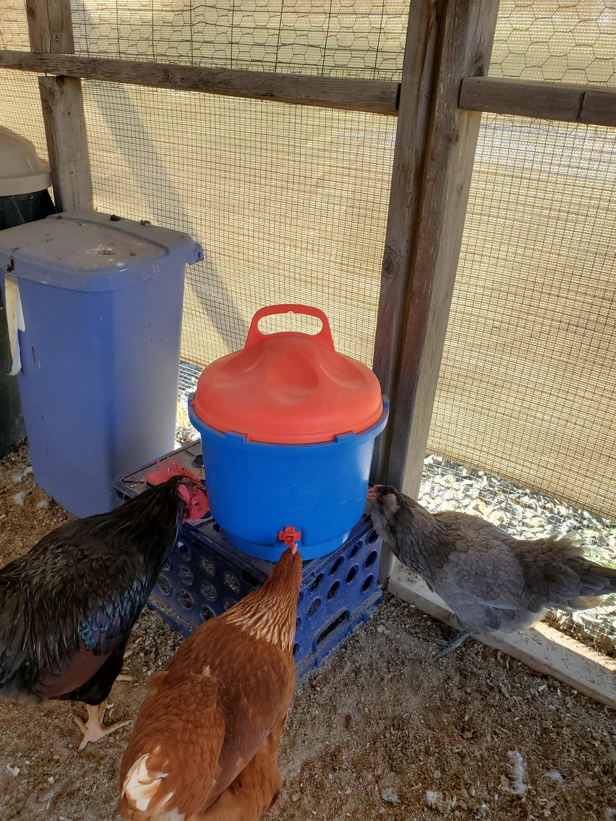 Premier 1 All-Season Heated Poultry Waterer for Chickens & Ducks – 3 Gallon customer photo 2