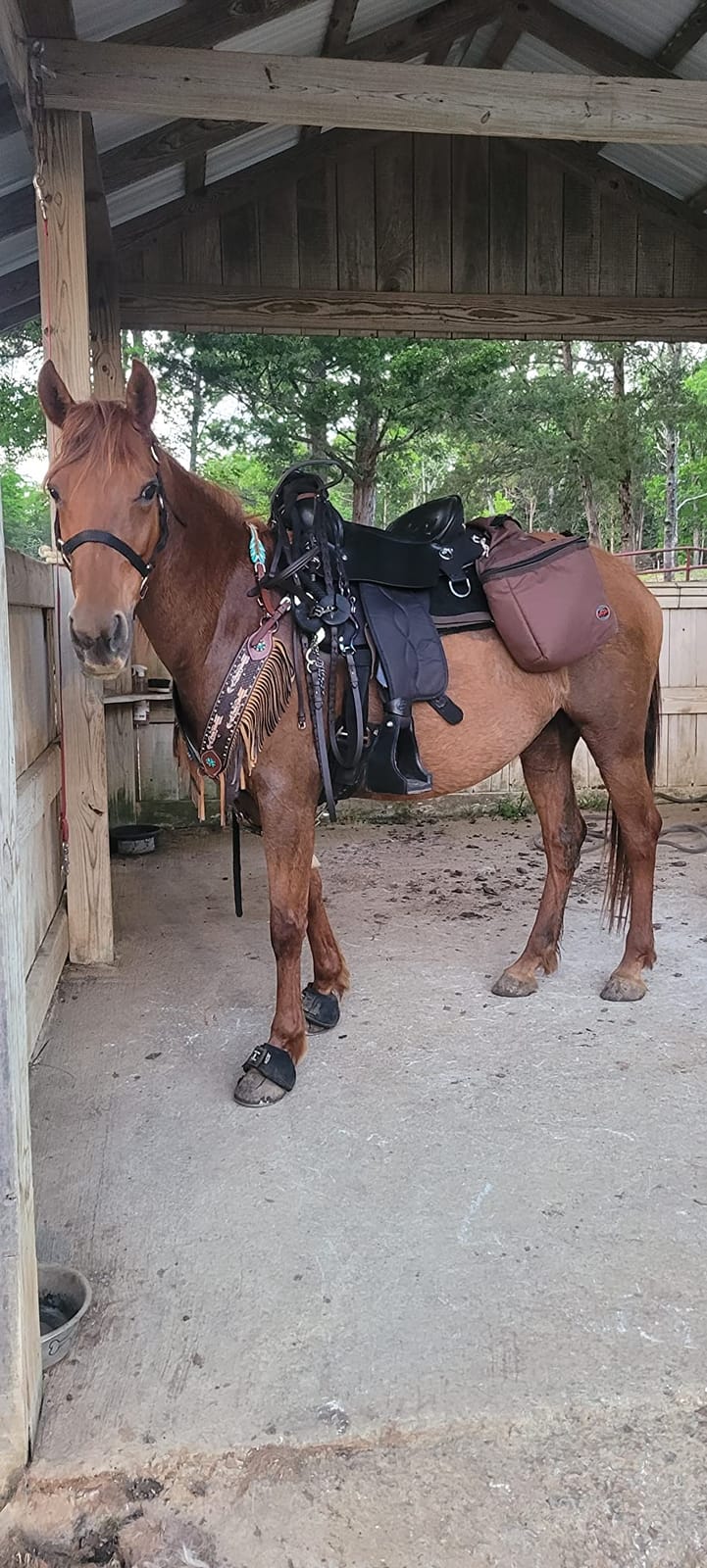 REINSMAN Insulated Leakproof Cooler Saddle Bag with Additional Cantle Bag and Straps customer photo 1