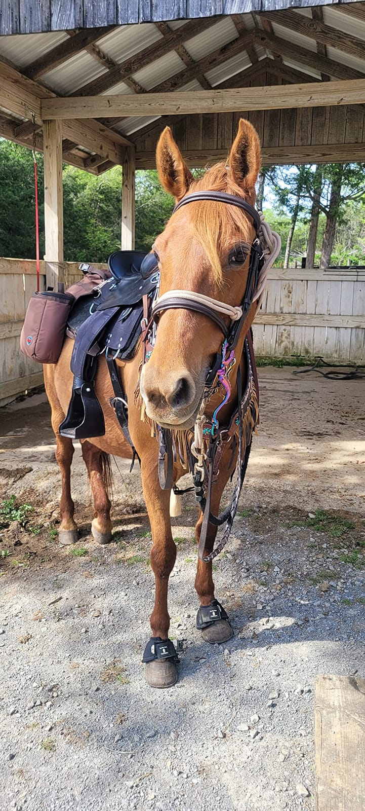 REINSMAN Insulated Leakproof Cooler Saddle Bag with Additional Cantle Bag and Straps customer photo 2