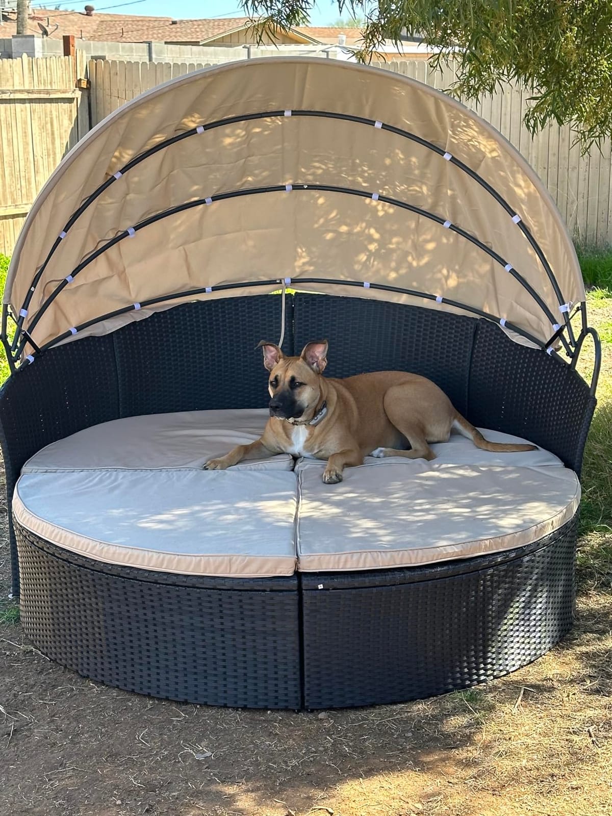 Devoko Patio Furniture Outdoor Round Daybed,Sectional Sofa | with Retractable Canopy Wicker Rattan Separated Seating for Patio Lawn Garden Backyard Porch customer photo 1