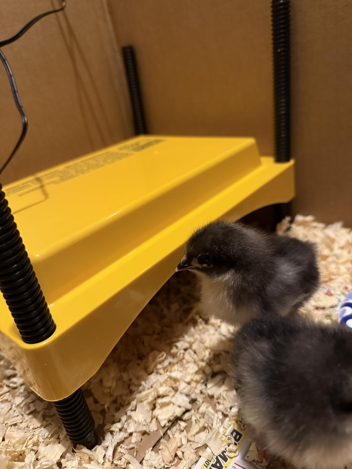 Brinsea Ecoglow Safety 600 Chick or Duckling Brooder, Up to 20 Chicks customer photo 1