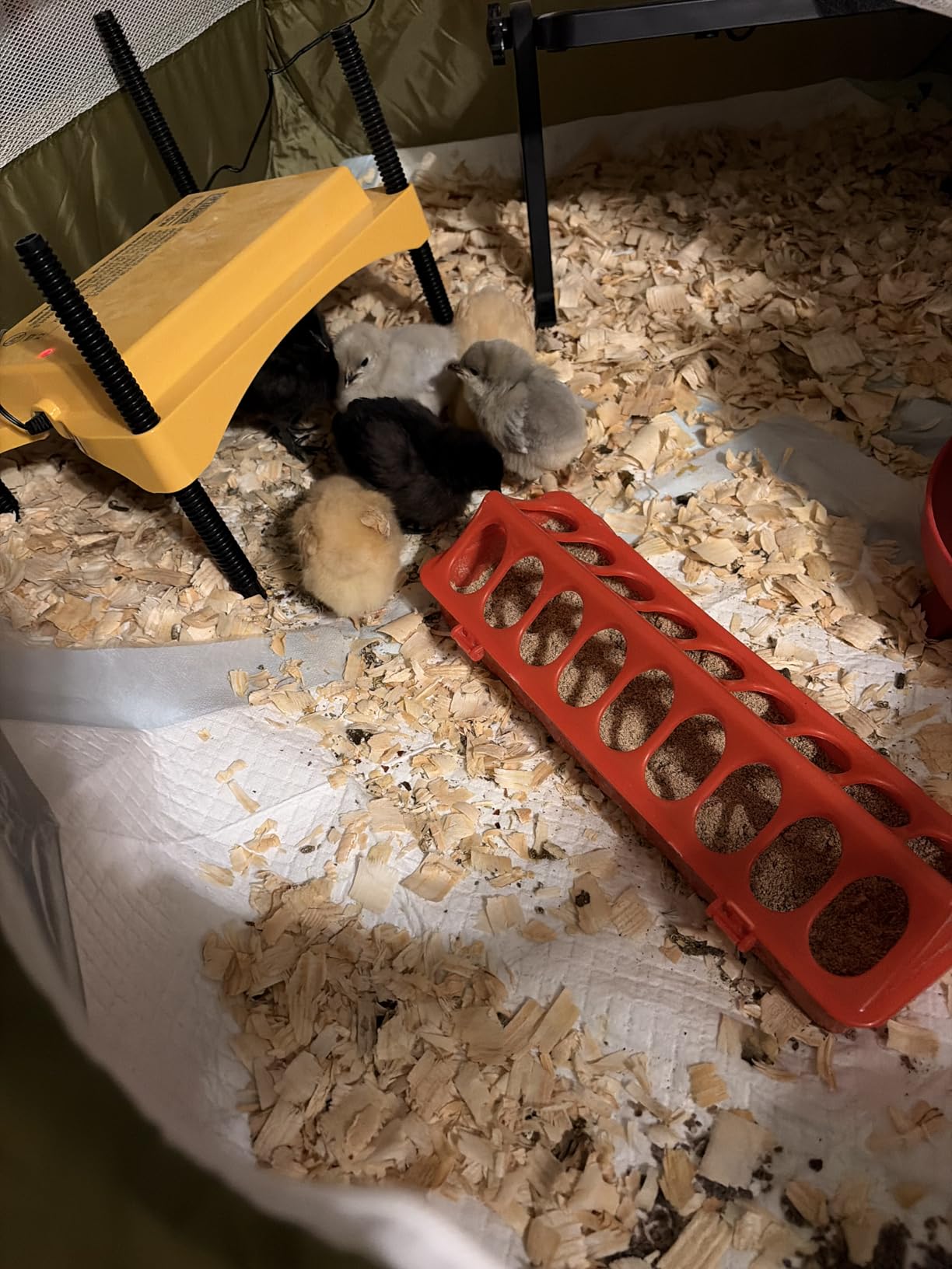 Brinsea Ecoglow Safety 600 Chick or Duckling Brooder, Up to 20 Chicks customer photo 2