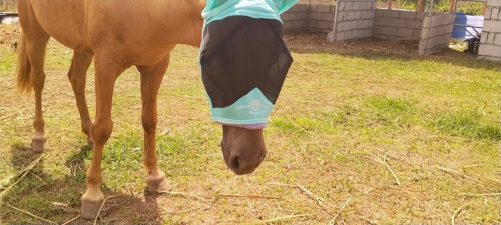 Harrison Howard CareMaster Pro Luminous Fine Mesh UV-proof Fleece Padding Fly Mask Half Face Flamingo (L; Full Size) customer photo 1