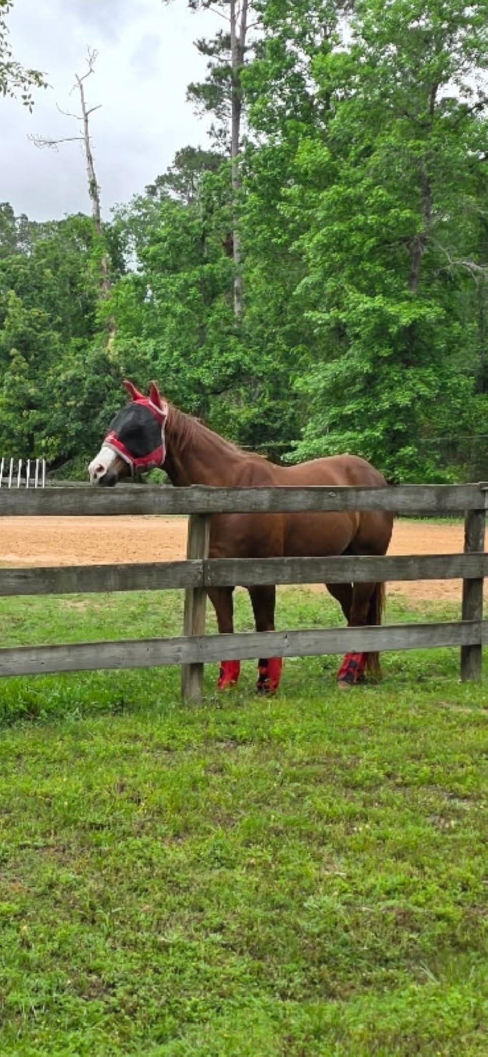 Harrison Howard CareMaster Pro Luminous Fine Mesh UV-proof Fleece Padding Fly Mask Half Face Flamingo (L; Full Size) customer photo 2