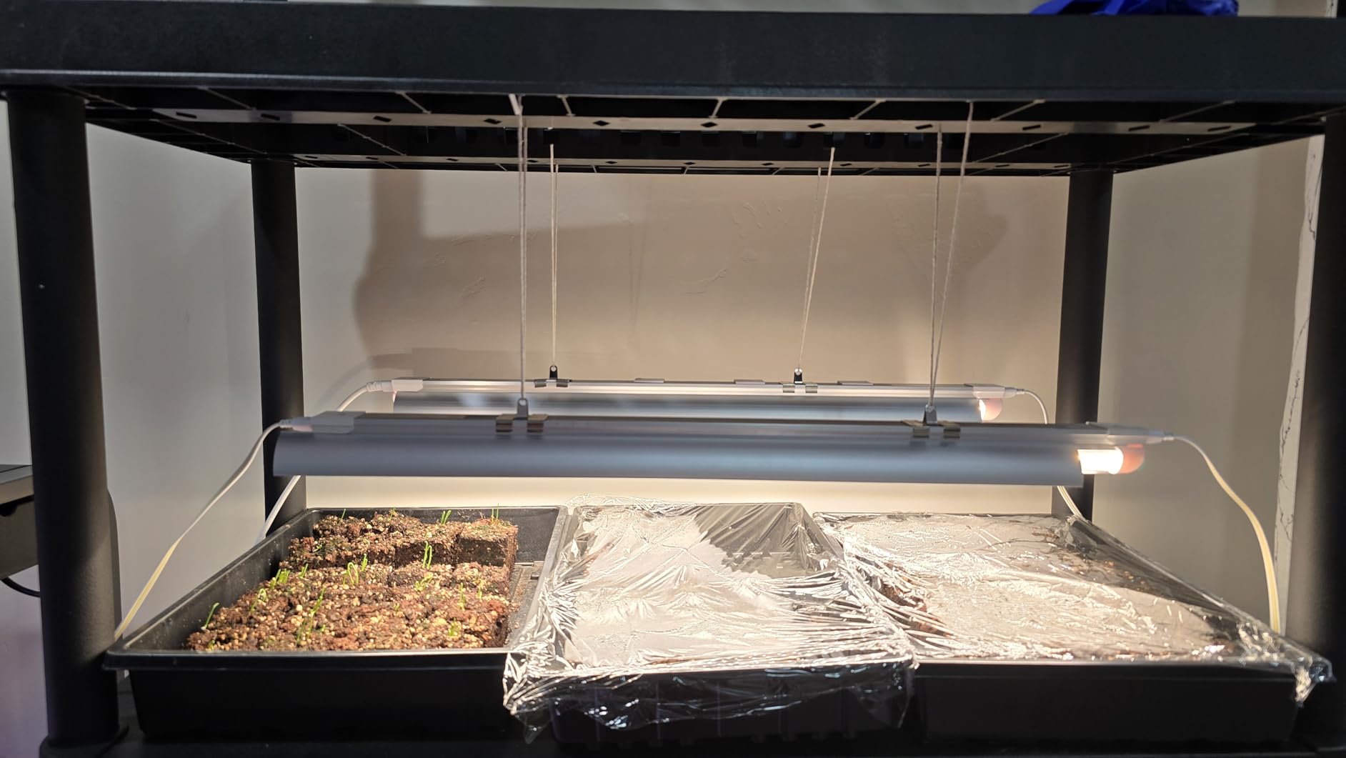 Barrina LED Grow Light, 252W(6 x 42W) 4ft T8, Full Spectrum, Pink, 6 Packs customer photo 2