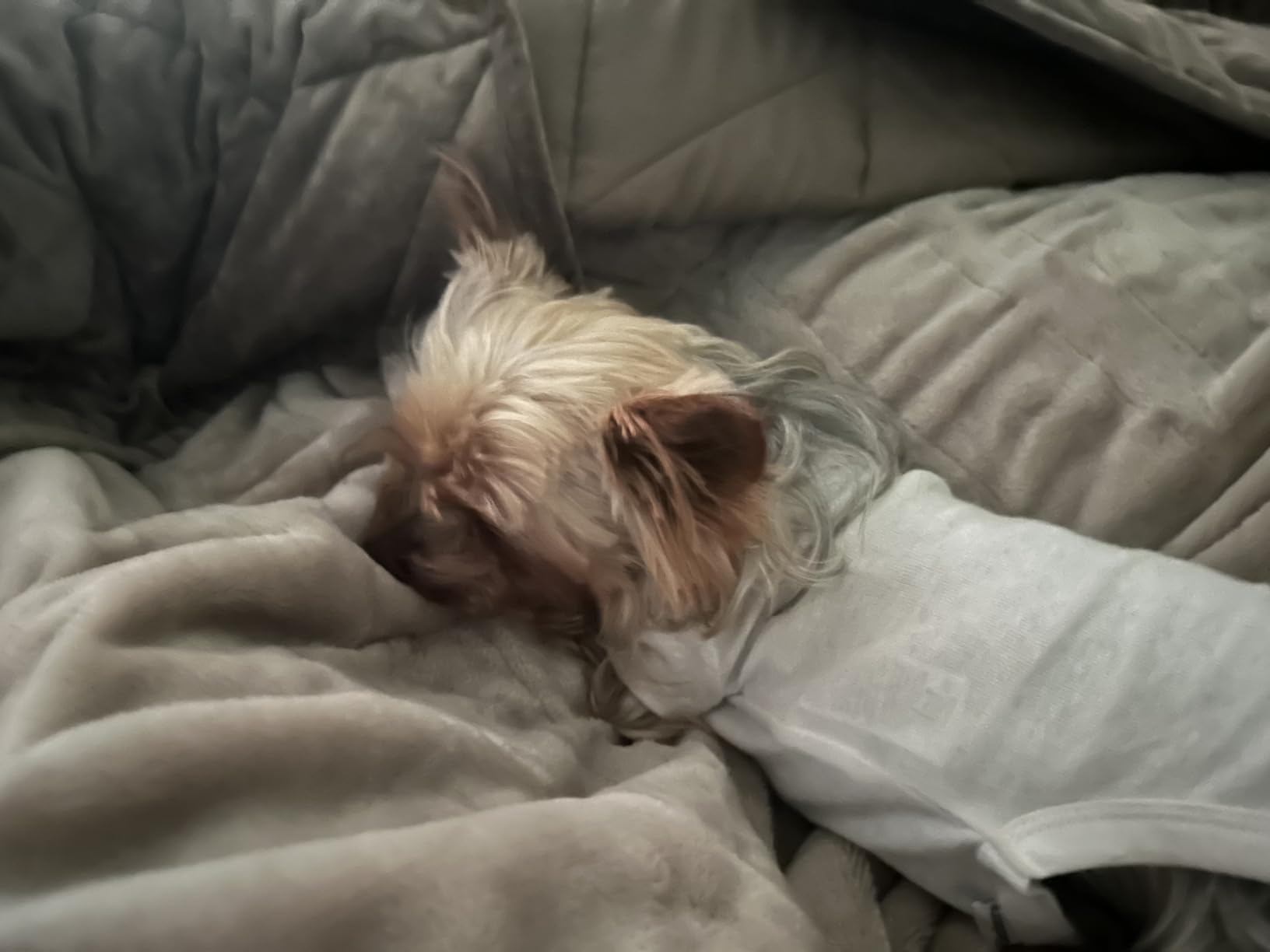 Tefici Heated Blanket Throw,Ultra Soft 2-Layer Flannel Electric Blanket customer photo 1