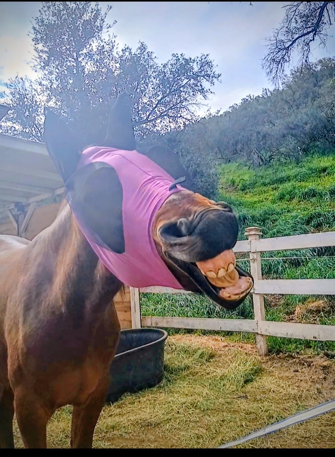 Harrison Howard Super Comfort Stretchy Fly Mask Large Eye Space with UV Protection Soft on Skin with Breathability Navy Blue L Full Size customer photo 2