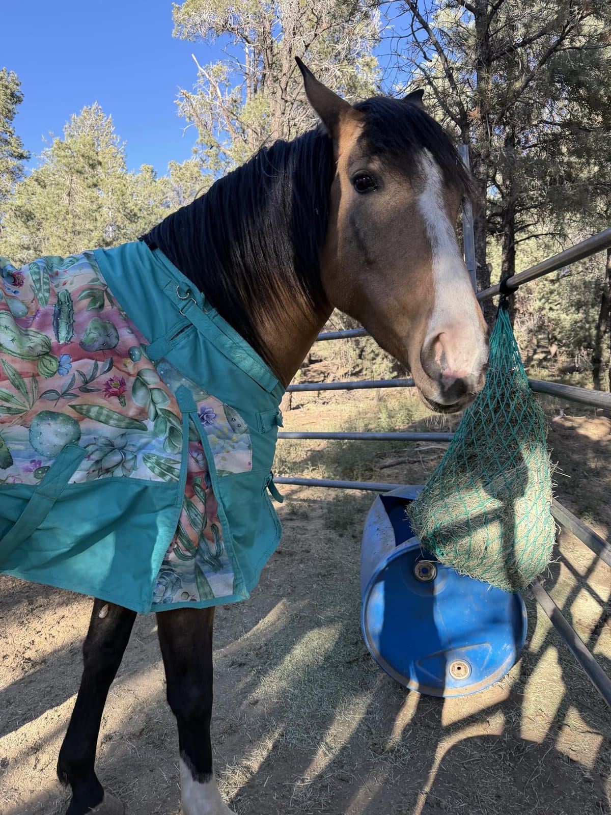Majestic Ally 2 pcs Slow Feed 42” Hay Net for Horses, Strong Small 2x2” Holes, Nylon Rope Hanging, Adjustable Travel Feeder for Trailer and Stall, Simulates Grazing, Reduce Waste customer photo 2
