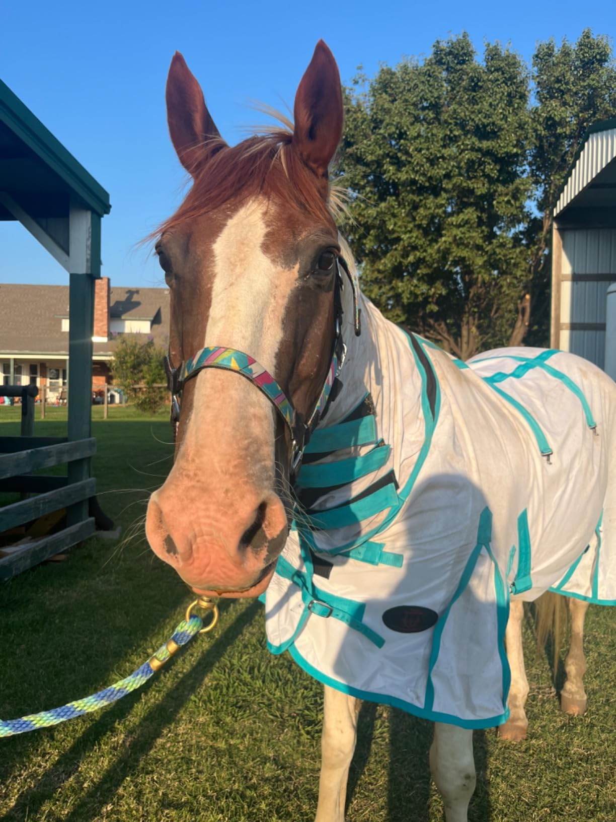 Heavy Duty Horse Fly Sheet with Neck and Detachable Belly Band | Summer Sheet (78, Purple) customer photo 2