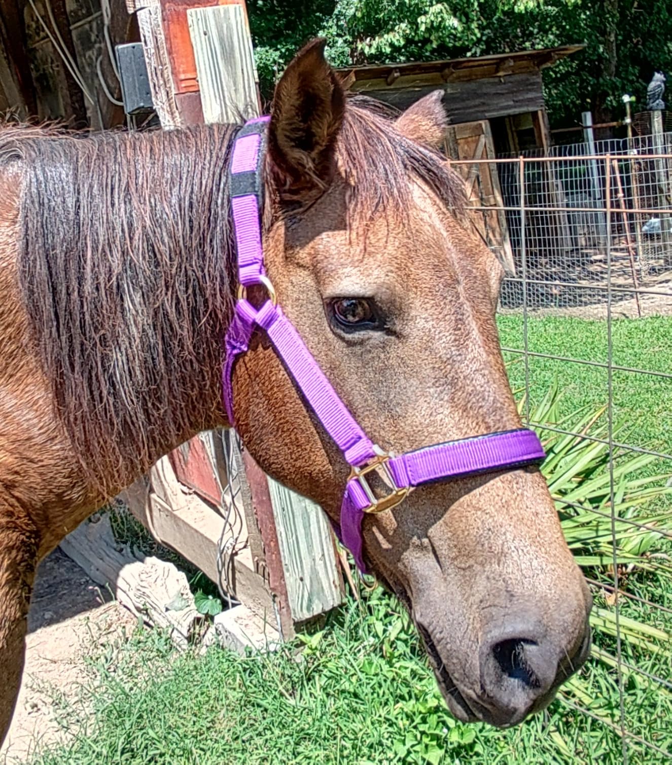 T TEKE Adjustable Horse Halters by Heavy Duty Soft Nylon, Padded with Anti-rubbing Waffle Neoprene on Both Crown & Nose customer photo 1