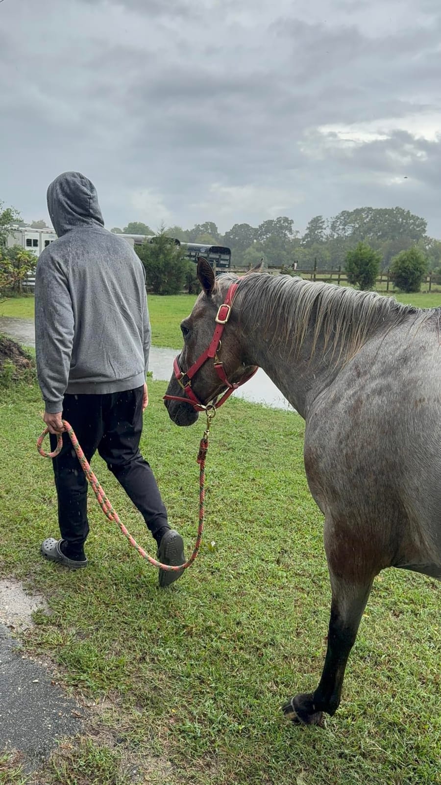 T TEKE Adjustable Horse Halters by Heavy Duty Soft Nylon, Padded with Anti-rubbing Waffle Neoprene on Both Crown & Nose customer photo 2