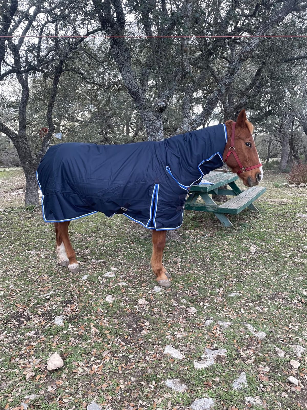 Horze Glasgow Heavy Weight Winter Turnout (400g Fill) | Waterproof Combo Horse Blanket with Neck Cover - Dark Blue - 78 in customer photo 2