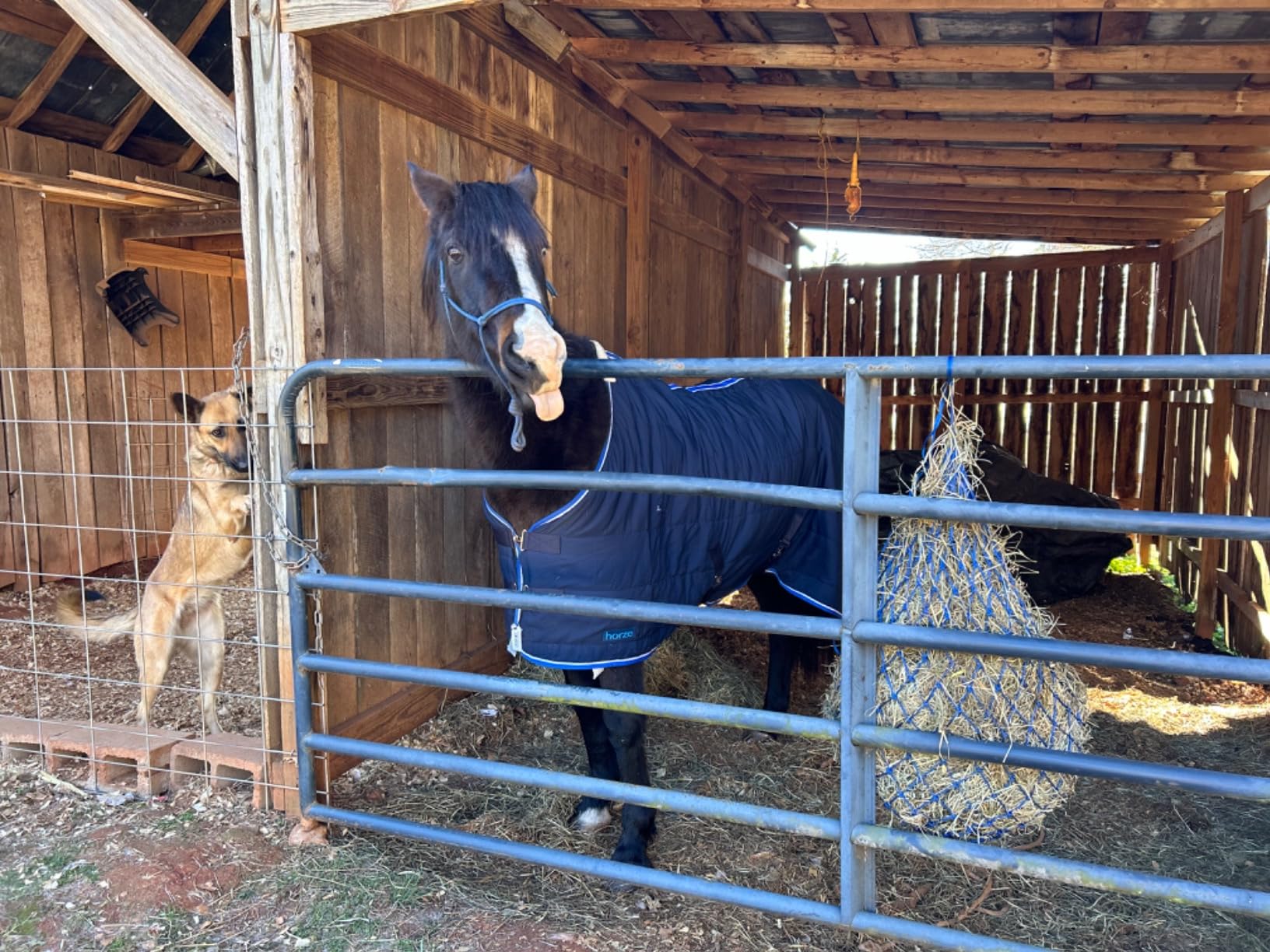 Horze Glasgow Anti-Slip Stable Horse Blanket (100g Fill) - Dark Blue - 75 in customer photo 1