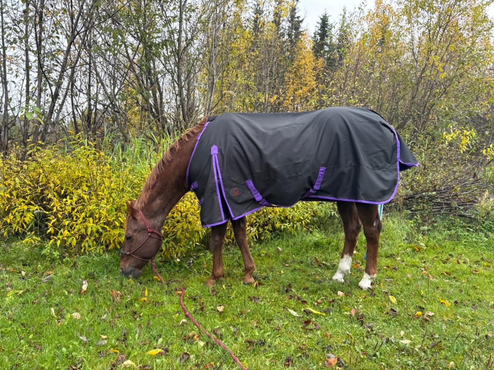 1200 Denier Horse RAIN Sheet (Waterproof/Breathable & Wind Proof Turnout Sheet) Horse Breathable RAINSHEET (Black-Turquoise, 78) customer photo 1