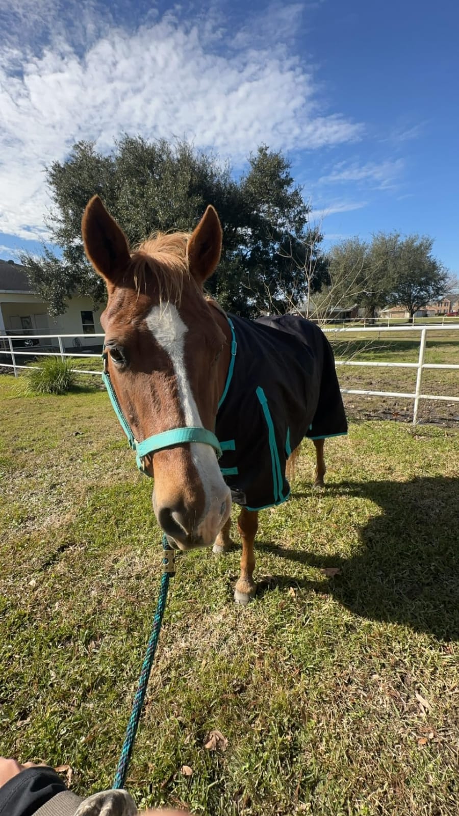 1200 Denier Horse RAIN Sheet (Waterproof/Breathable & Wind Proof Turnout Sheet) Horse Breathable RAINSHEET (Black-Turquoise, 78) customer photo 2