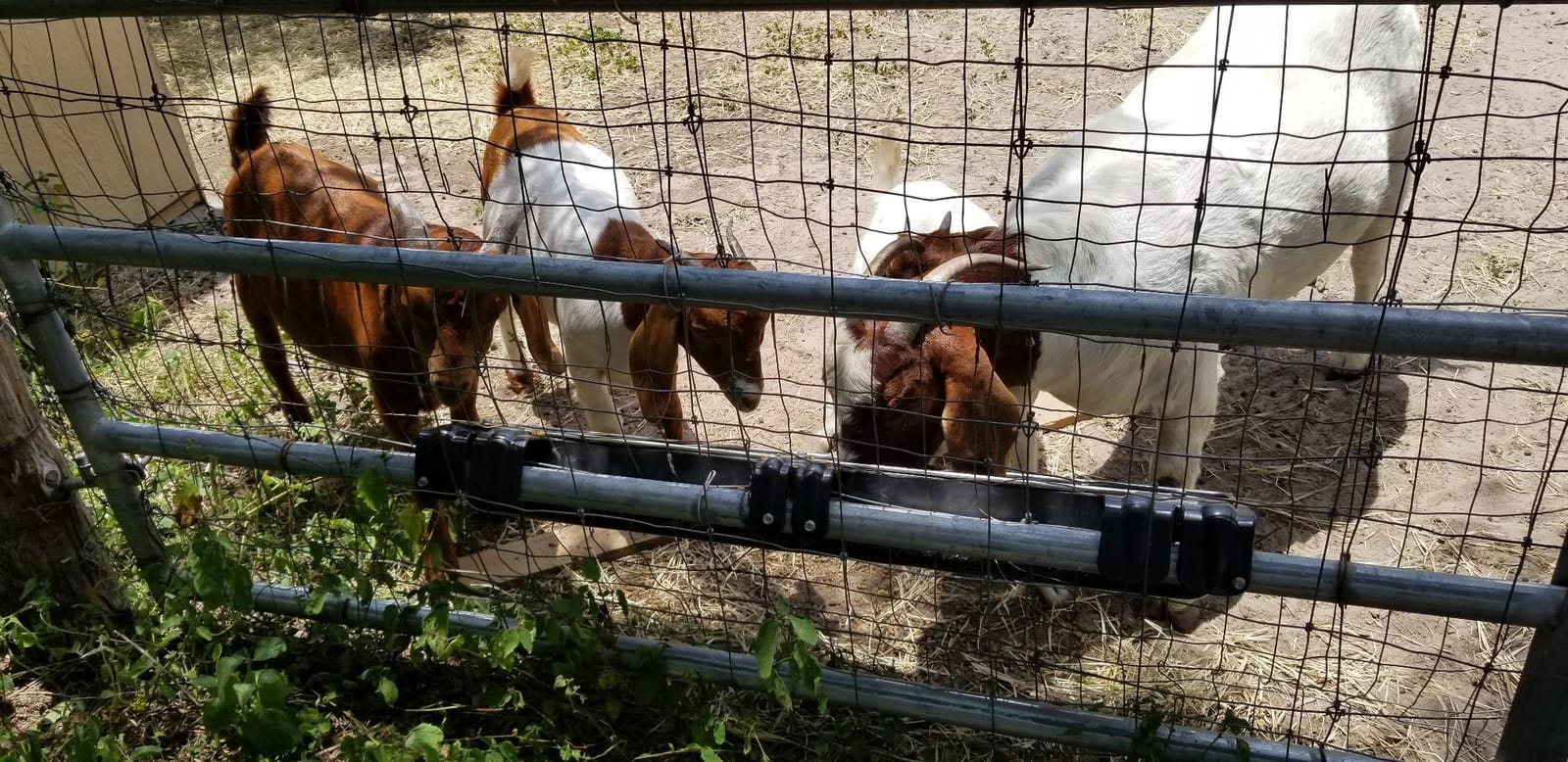 Little Giant 9 Qt Hook Over Goat Trough Heavy Duty Galvanized Steel, 2-Pack customer photo 2