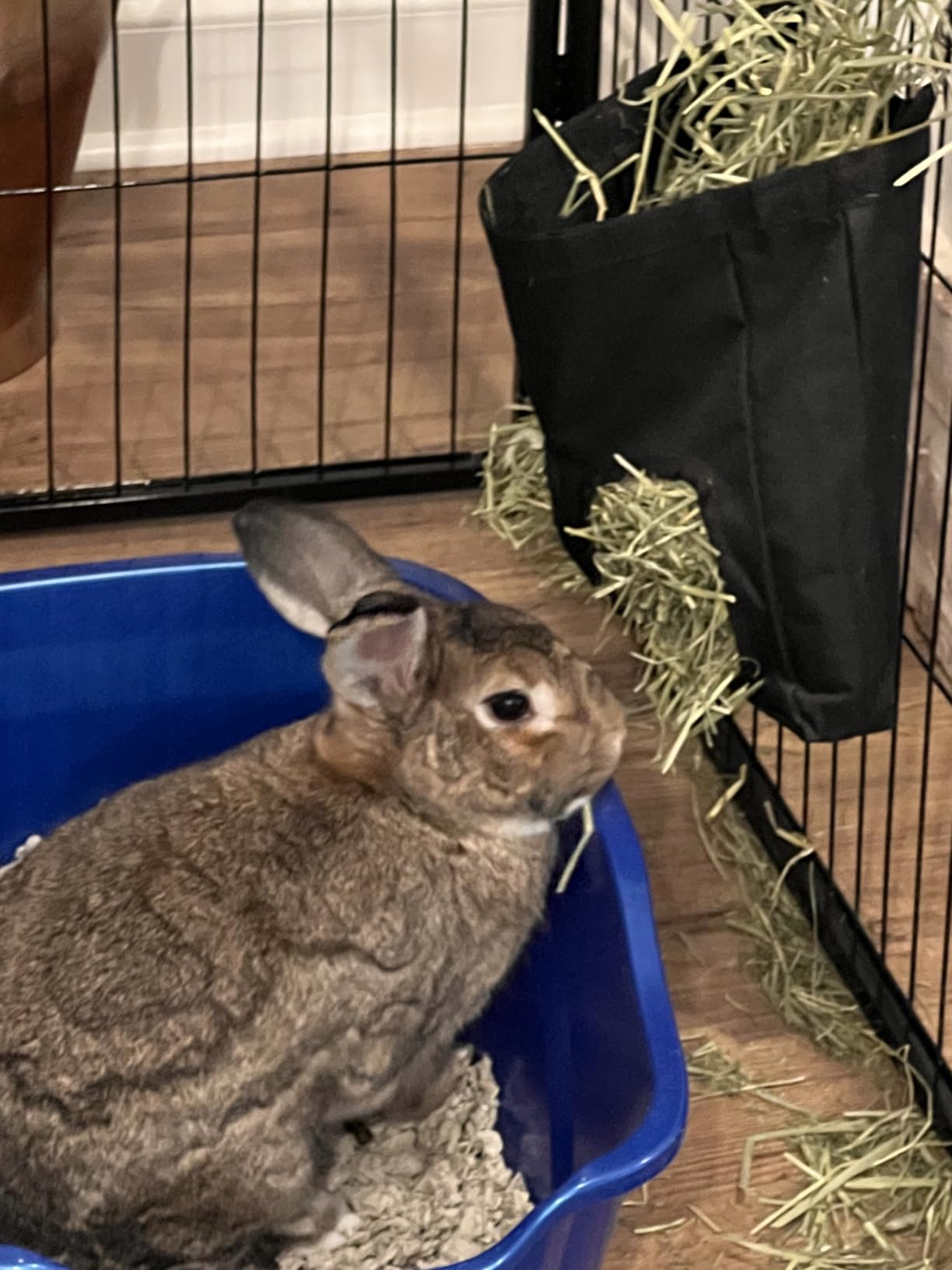 RIOUSSI Guinea Pig Hay Feeder, Hanging Rabbit Hay Feeder Bag. Stars customer photo 1