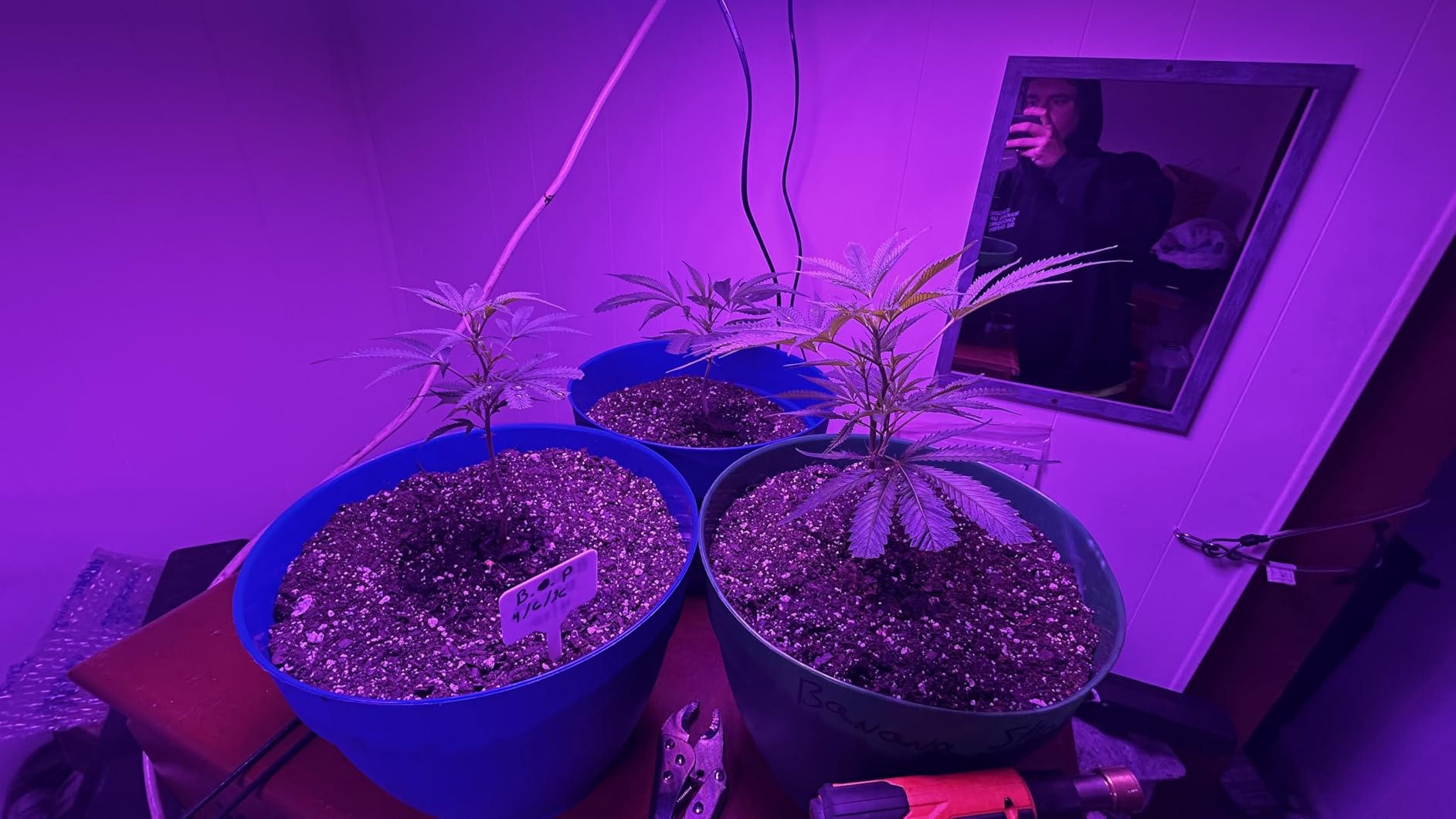 2 Pack LED Grow Light Panel 200W Lamp for Indoor Plants, Sun Like with White Blue Red UV IR LEDs for 4x4ft Coverage Grow Tent Greenhouse Veg and Bloom Seedlings Hydroponics customer photo 1