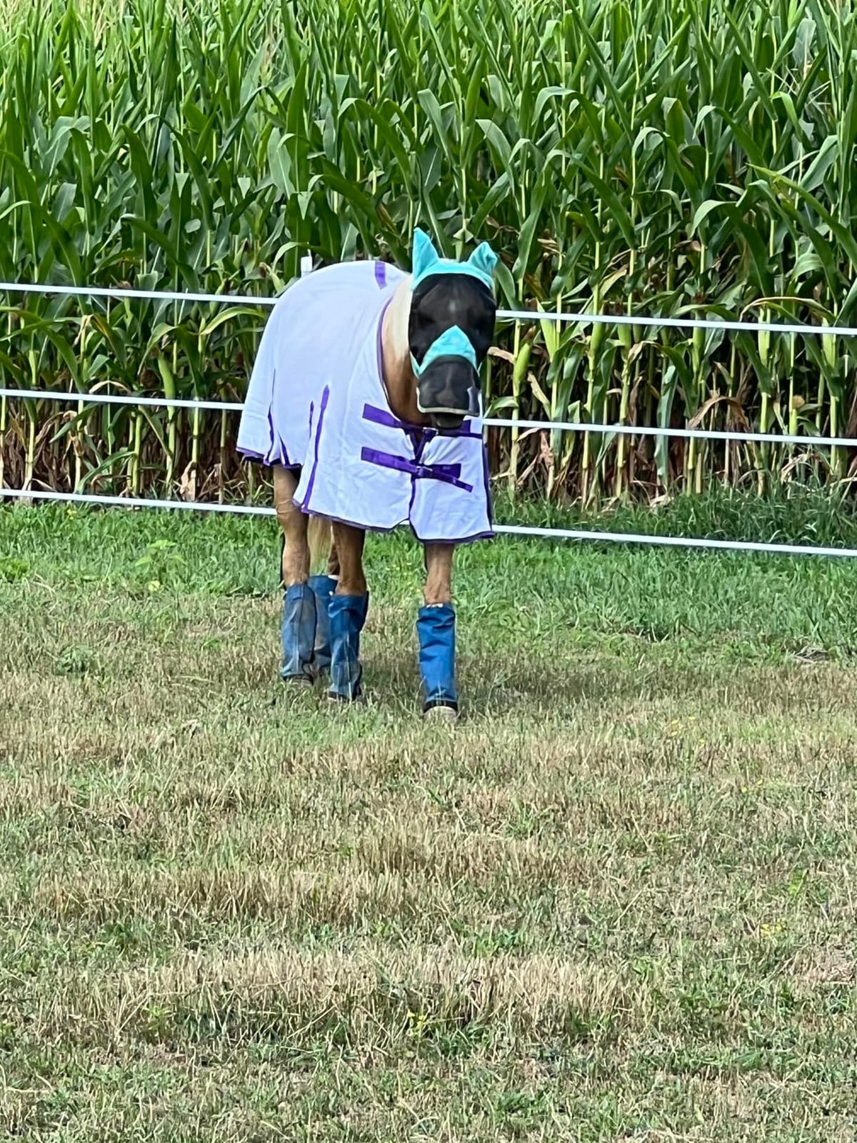 Challenger Horse Mesh Light Weight Summer Fly Sheet Spring Airflow White 73403B customer photo 1