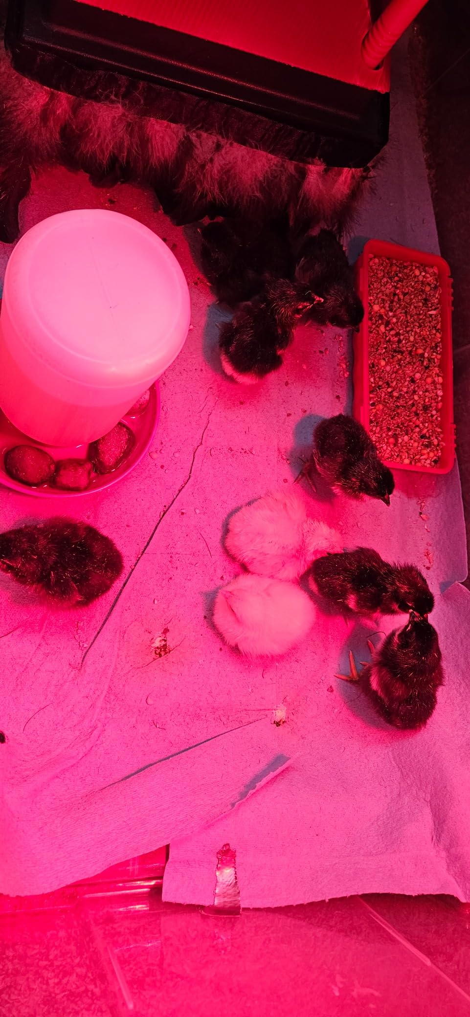 Brinsea Maxi 24 EX Egg Incubator with Automatic Turning & Humidity Control customer photo 2