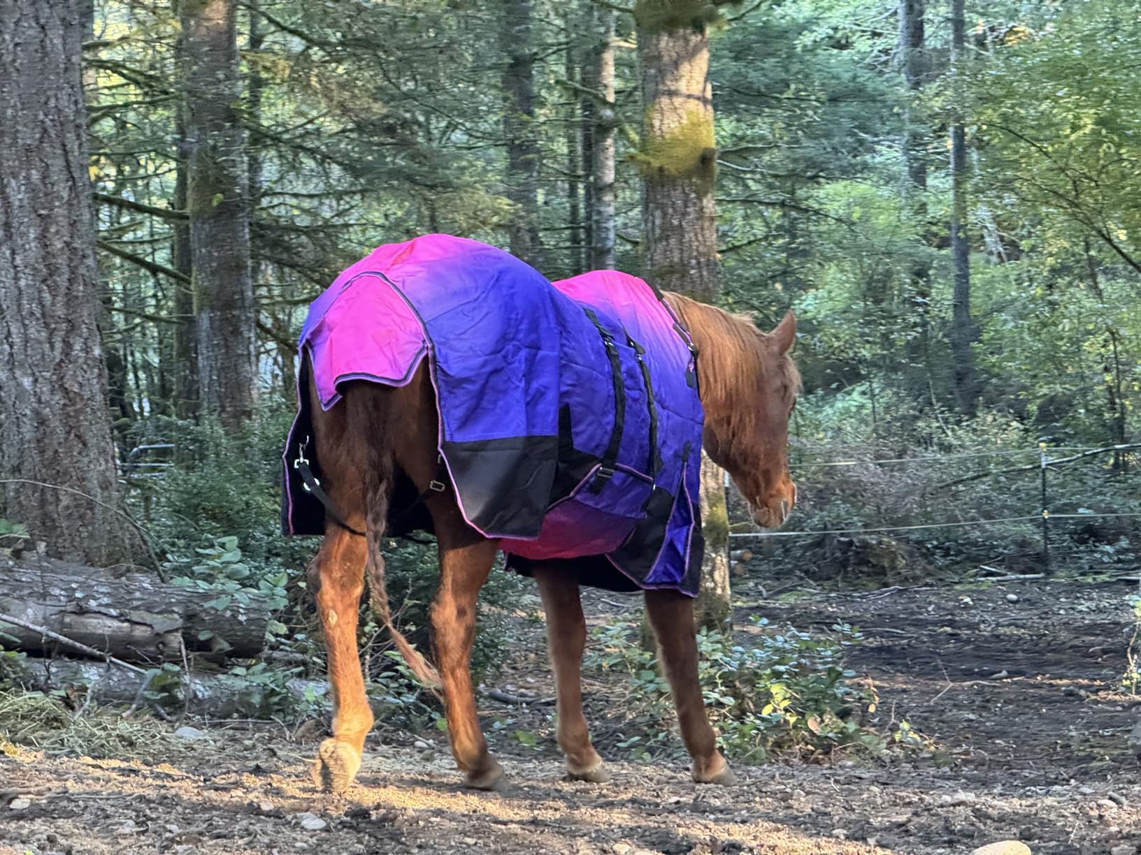 Challenger 1200D Turnout Waterproof Rain Horse Sheet Light Winter Blanket 393B customer photo 2