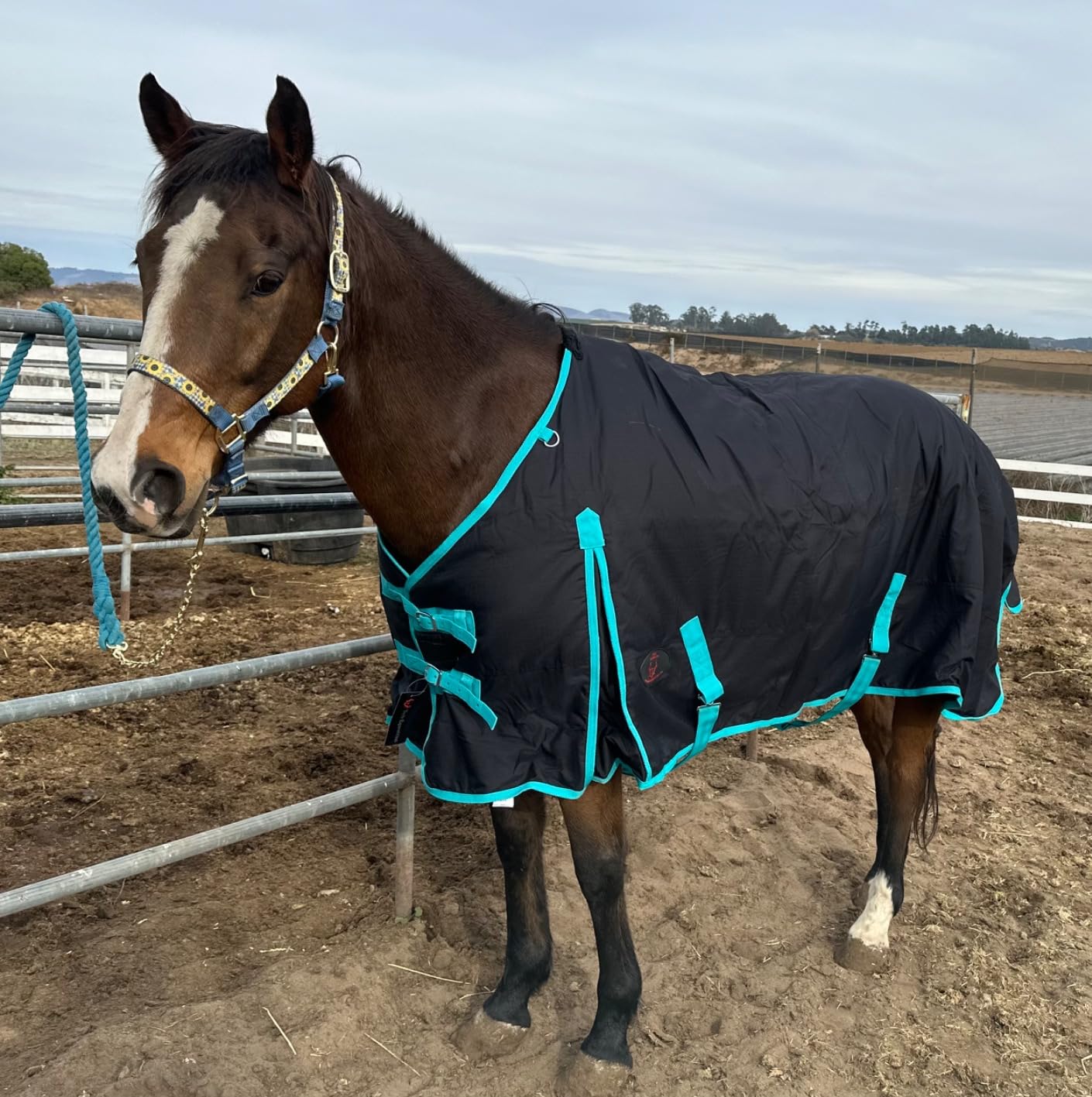 Winter Horse Blanket 300GSM 600 Denier (Waterproof/Breathable/Snow Proof) Turnout Blanket | Heavy Winter Blanket (78, Black with Turquoise Trims) customer photo 1