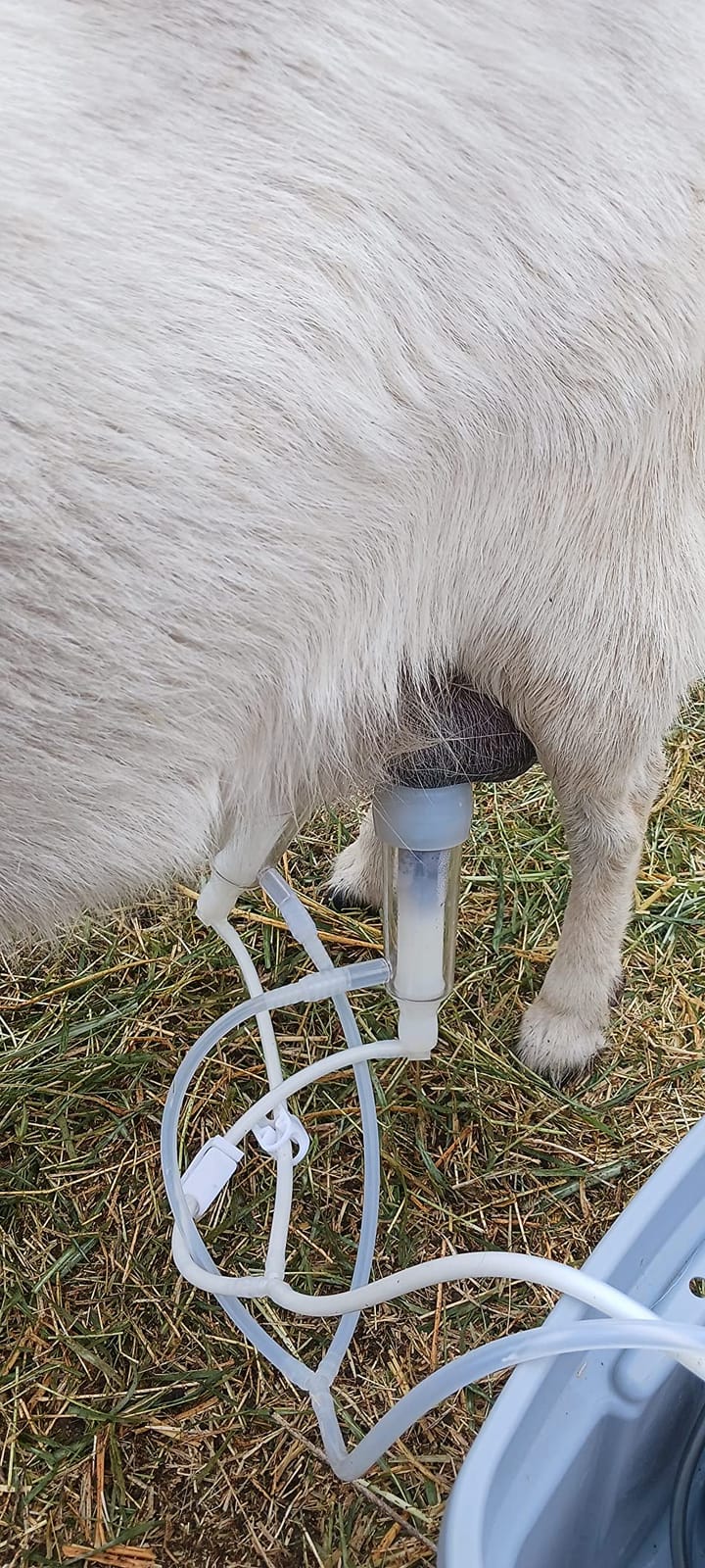 3L Goat Rechargeable Battery Milking Machine with 2 Teat Cups,Steel Buckets for Goats customer photo 2