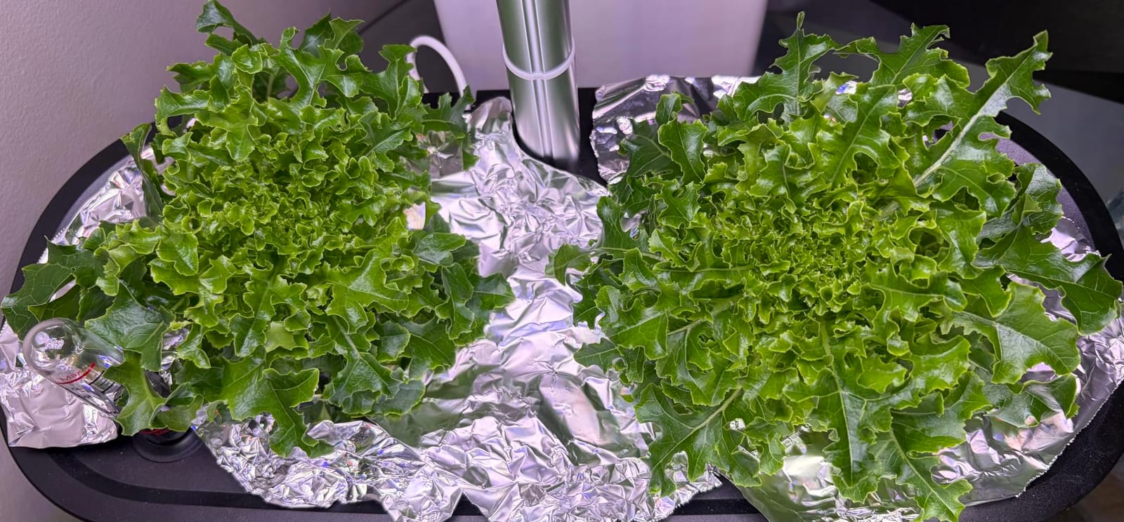 LETPOT LPH-SE Hydroponics Growing System, 12 Pods Smart Herb Garden Kit Indoor, Indoor Garden, APP & WiFi Controlled, with 24W Growing LED, 5.5L Water Tank, Pump System, Automatic Timer customer photo 1