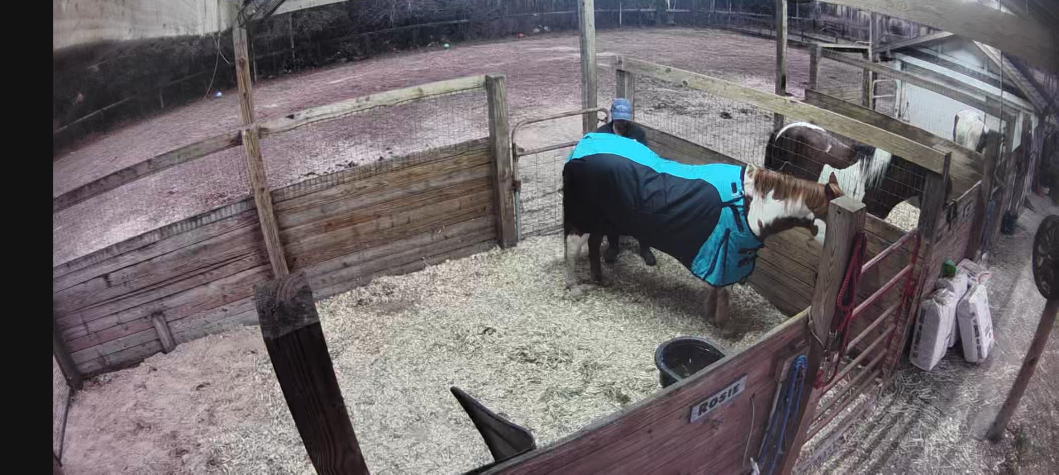 1200D Horse Turnout Blanket Waterproof, Breathable, Heavy-Weight Winter Blanket with 300g Fill, Ripstop Outer Shell customer photo 1
