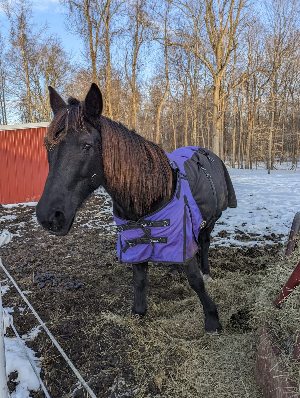 1200D Horse Turnout Blanket Waterproof, Breathable, Heavy-Weight Winter Blanket with 300g Fill, Ripstop Outer Shell customer photo 2