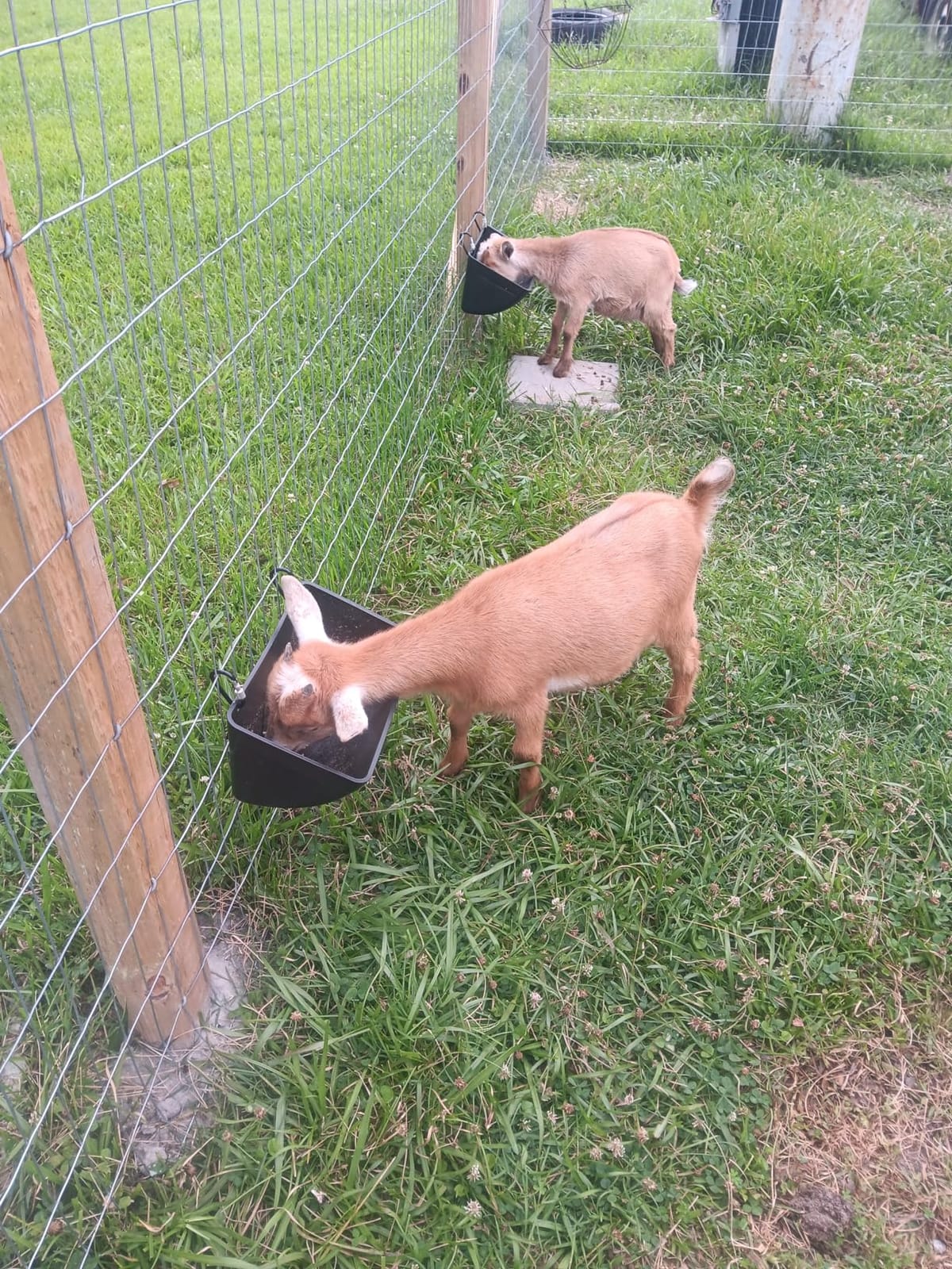 Chicken Feeder Waterer, Goat Feeder - 2 Pack, 5.5 Quart, for Goats Chickens Duck Sheeple Dogs Piglets Deers Gooses, Turkeys, Goat Supplies(Appearance Patent Product) customer photo 2