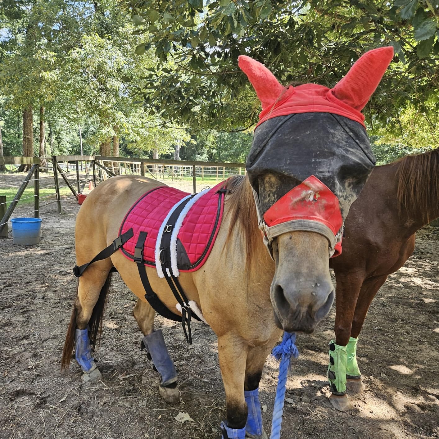 T TEKE Fine Mesh Horse Fly Mask w/Ears, UV Blocking 3D Eye Visor with Extra Fleece Cushioned Forehead, Protection from Insect Pests customer photo 2