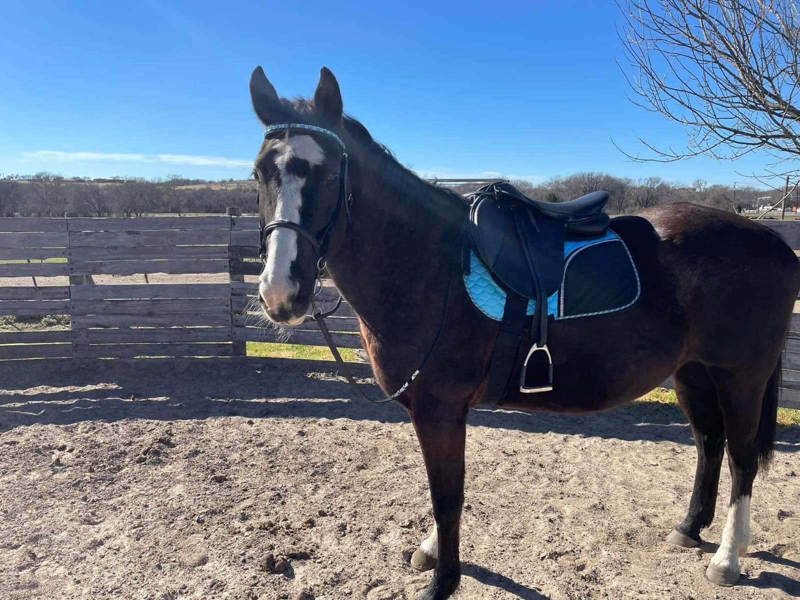 Henri de Rivel Vegan-X All Purpose IGP Saddle - Synthetic Lightweight Saddle for Equestrian Horse Riding customer photo 2