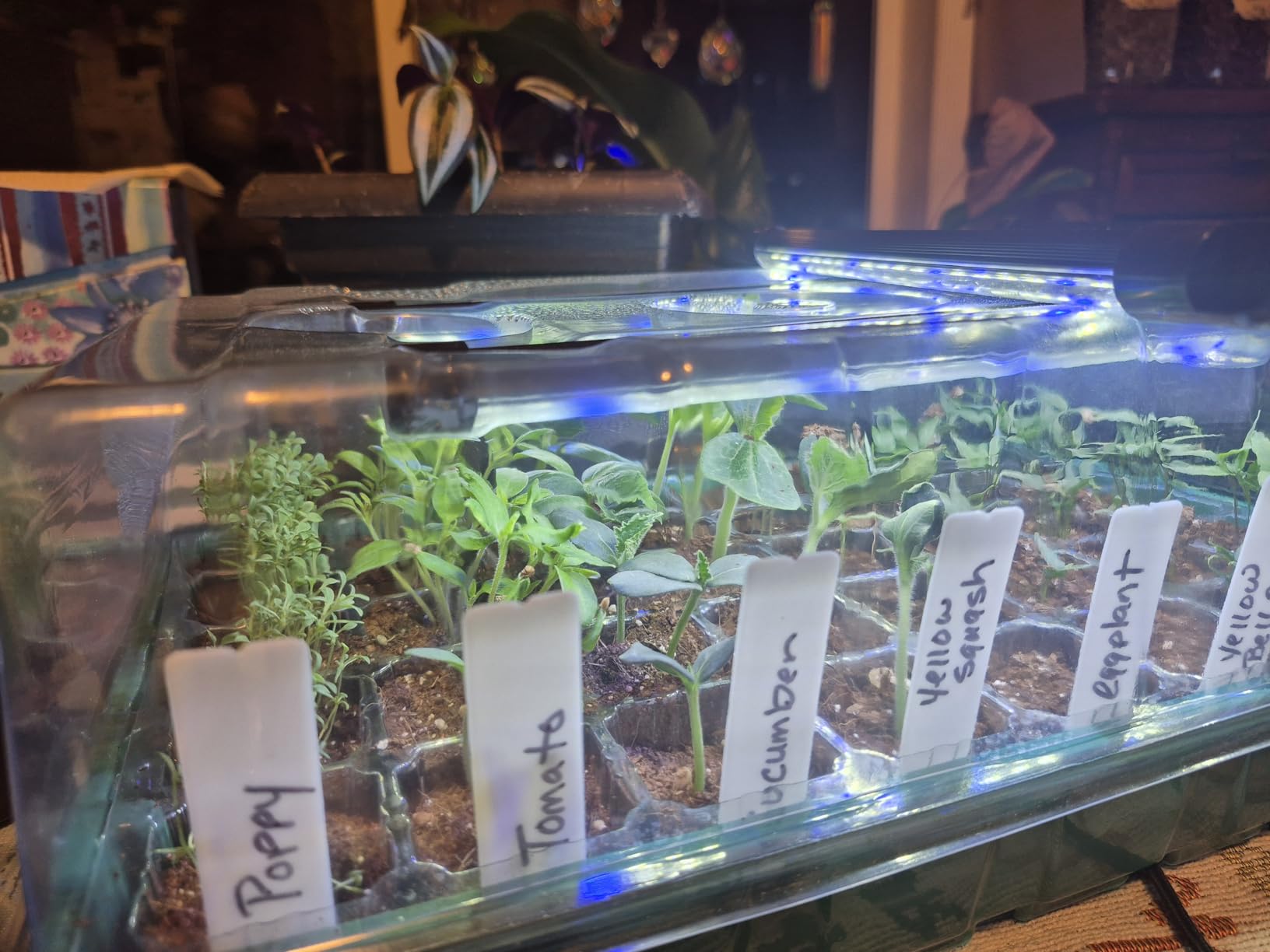 Sondiko Seed Starter Tray with Grow Light, 80 Cells Starter Kit customer photo 1