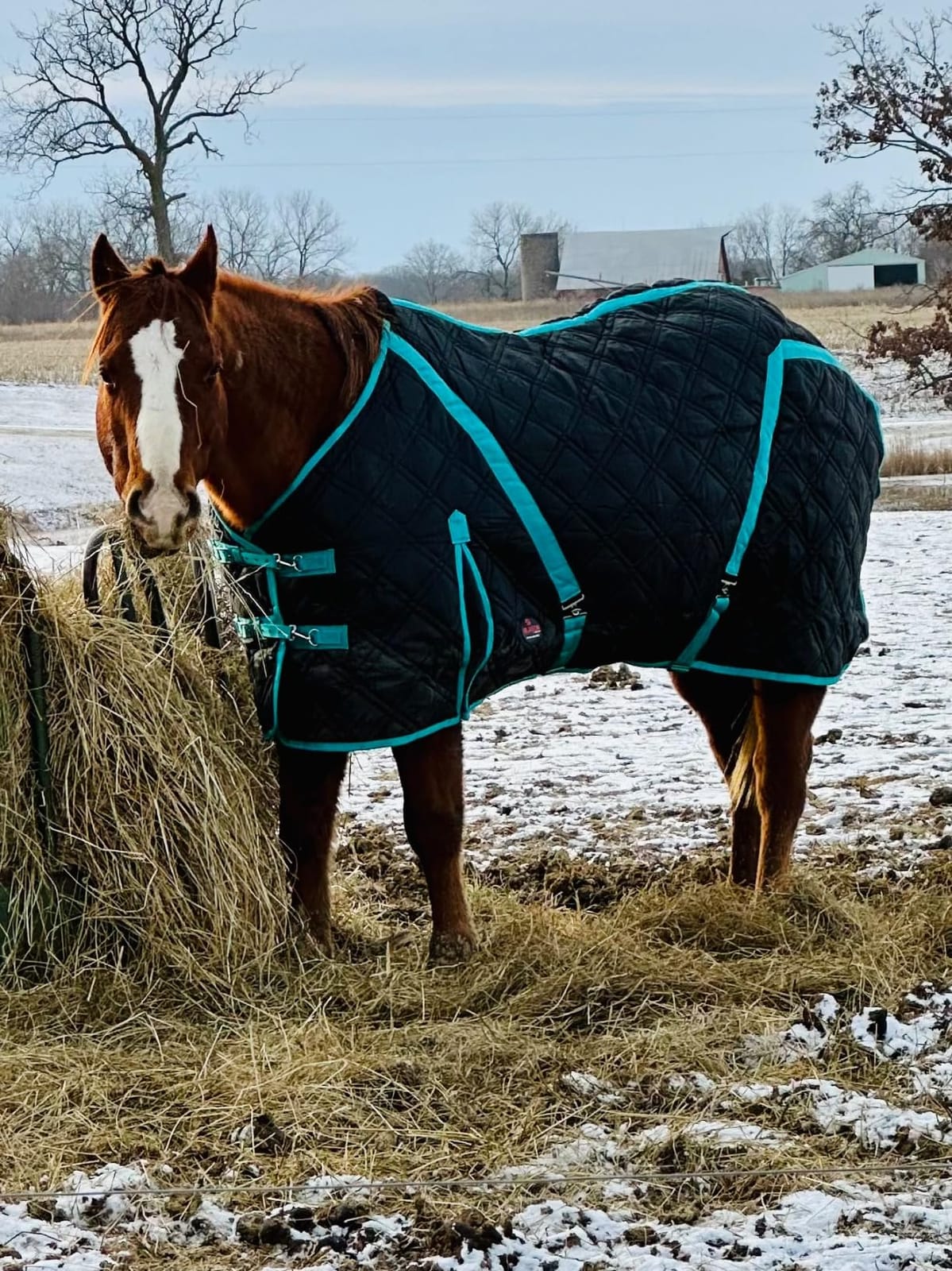 Hilason Quilted Western Horse Stable Blanket - Water Resistant customer photo 1